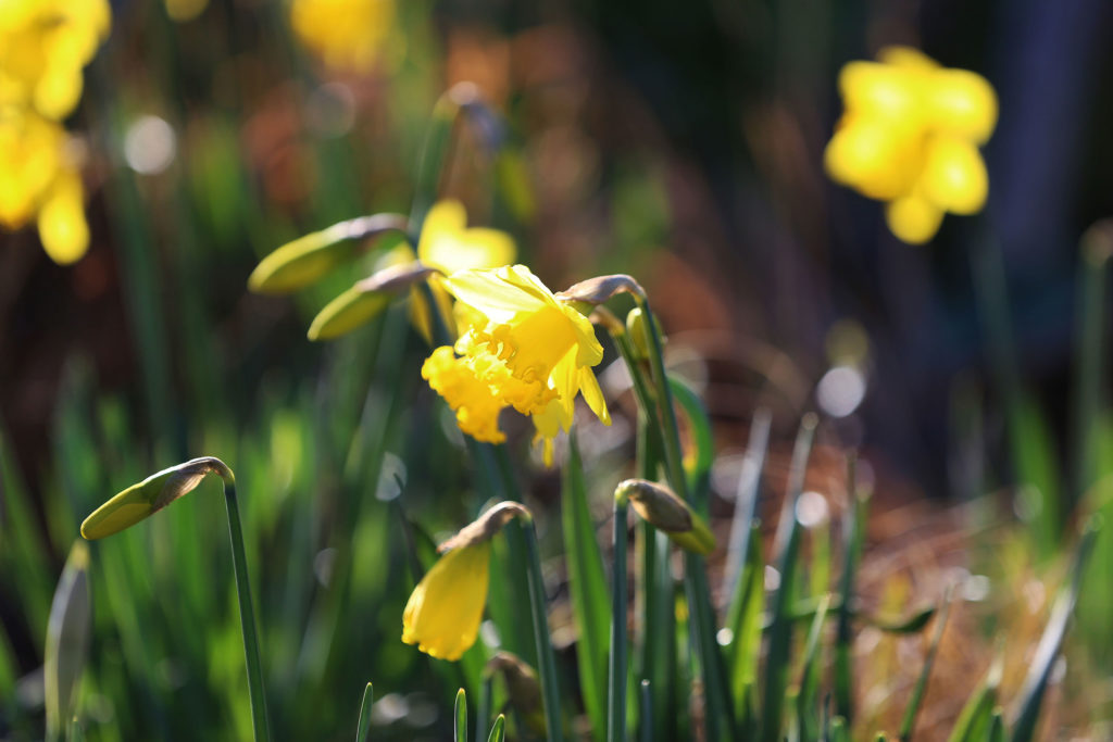 Outside Space - Peregrine House Care Home