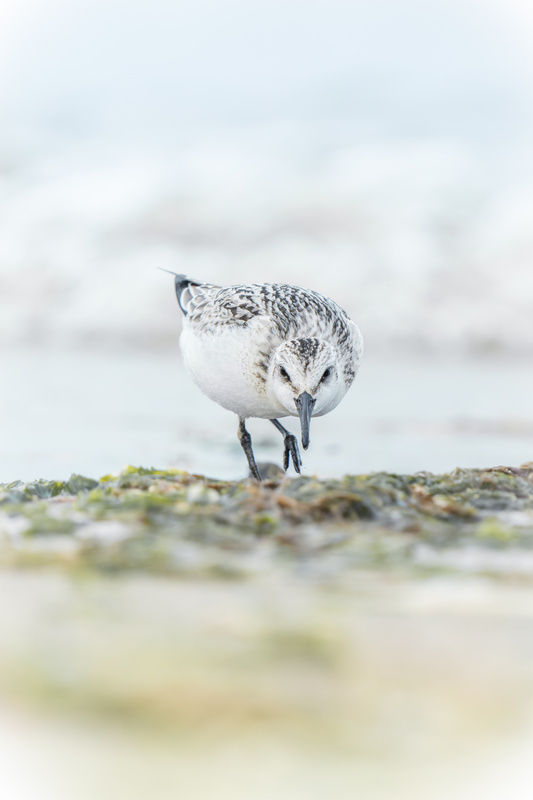 Sanderling