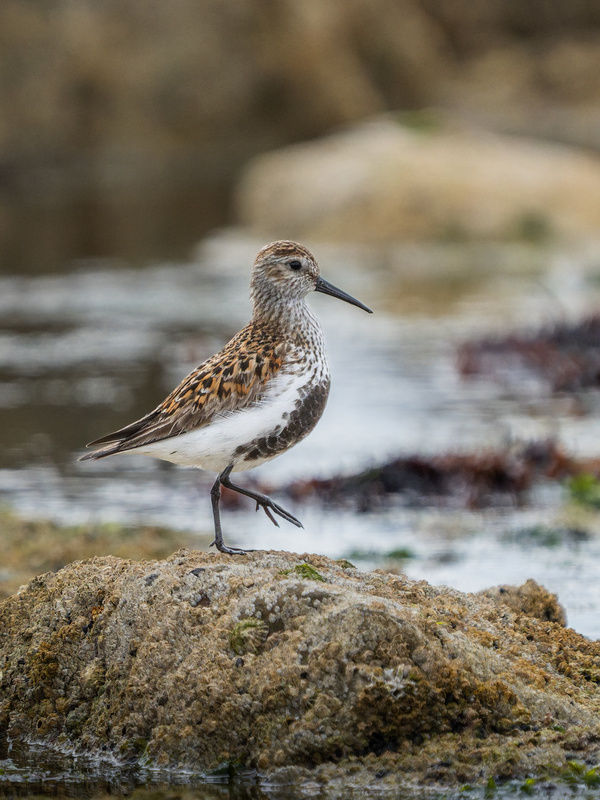Dunlin