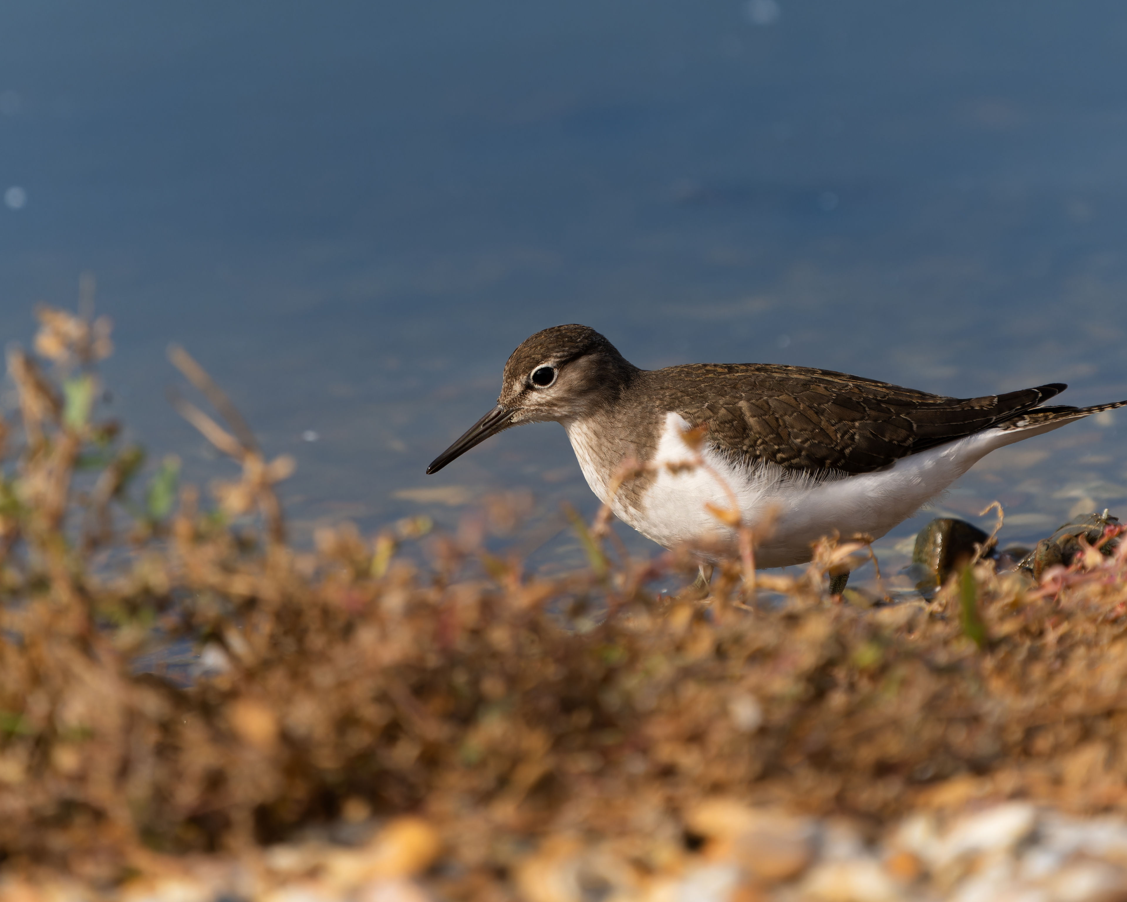 Photograph of Common Sandpiper (Actitis hypoleucos) in King's Lynn, Norfolk, England, United Kingdom