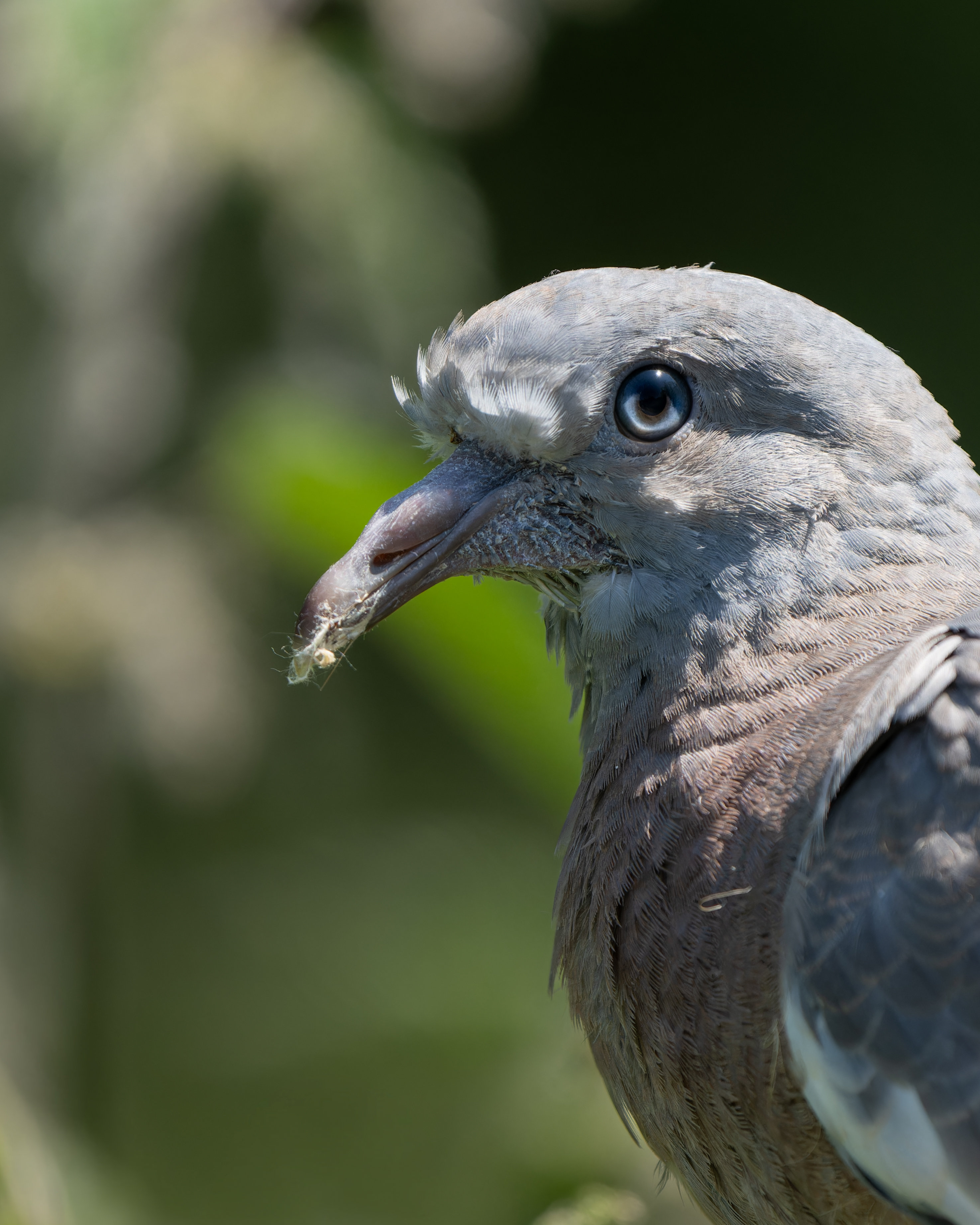 Columba palumbus