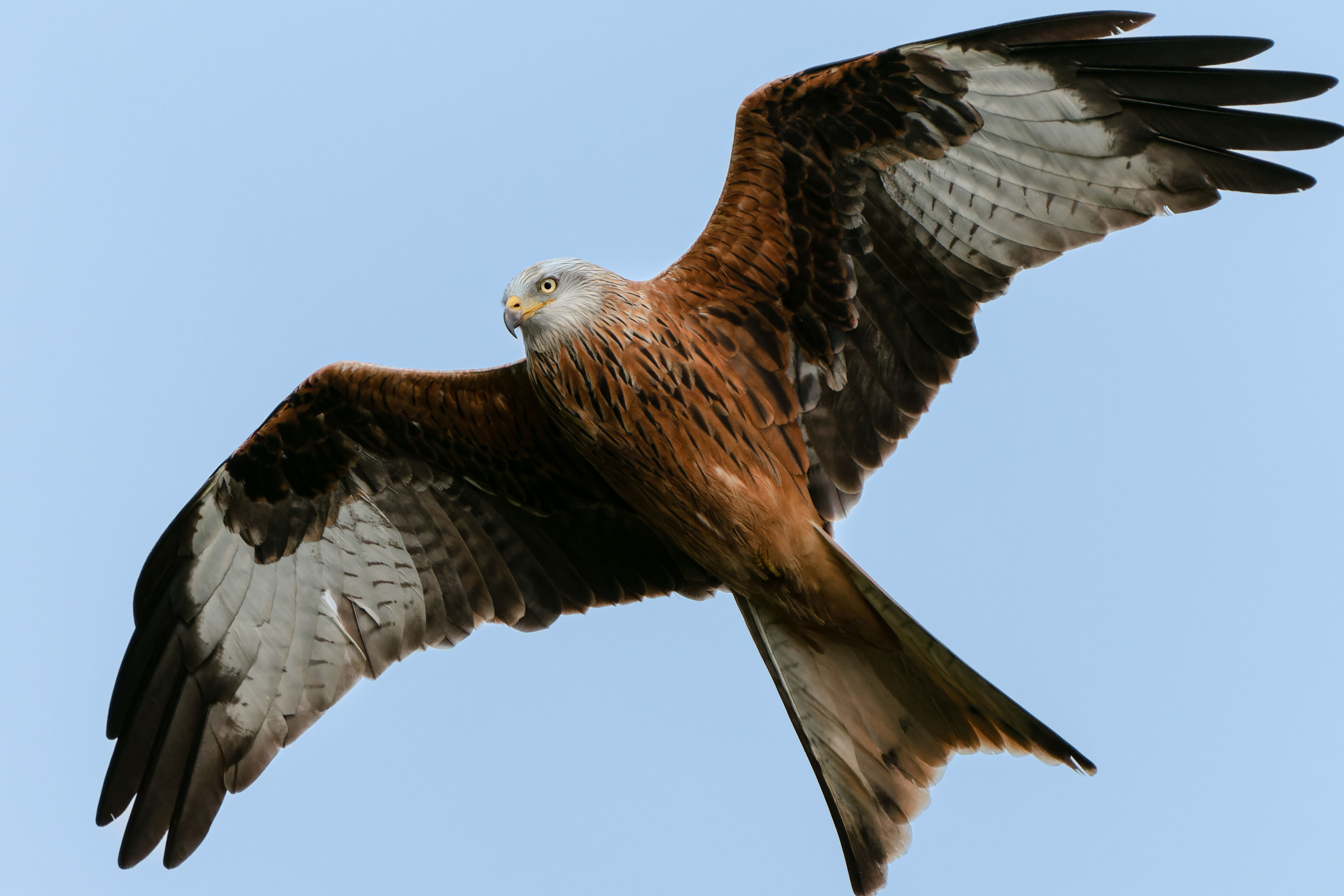 Photograph of Red Kite (Milvus milvus) in Hitchin, Hertfordshire, England, United Kingdom