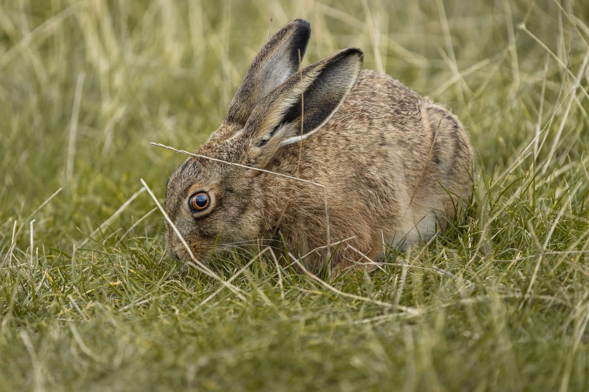 Brown Hare