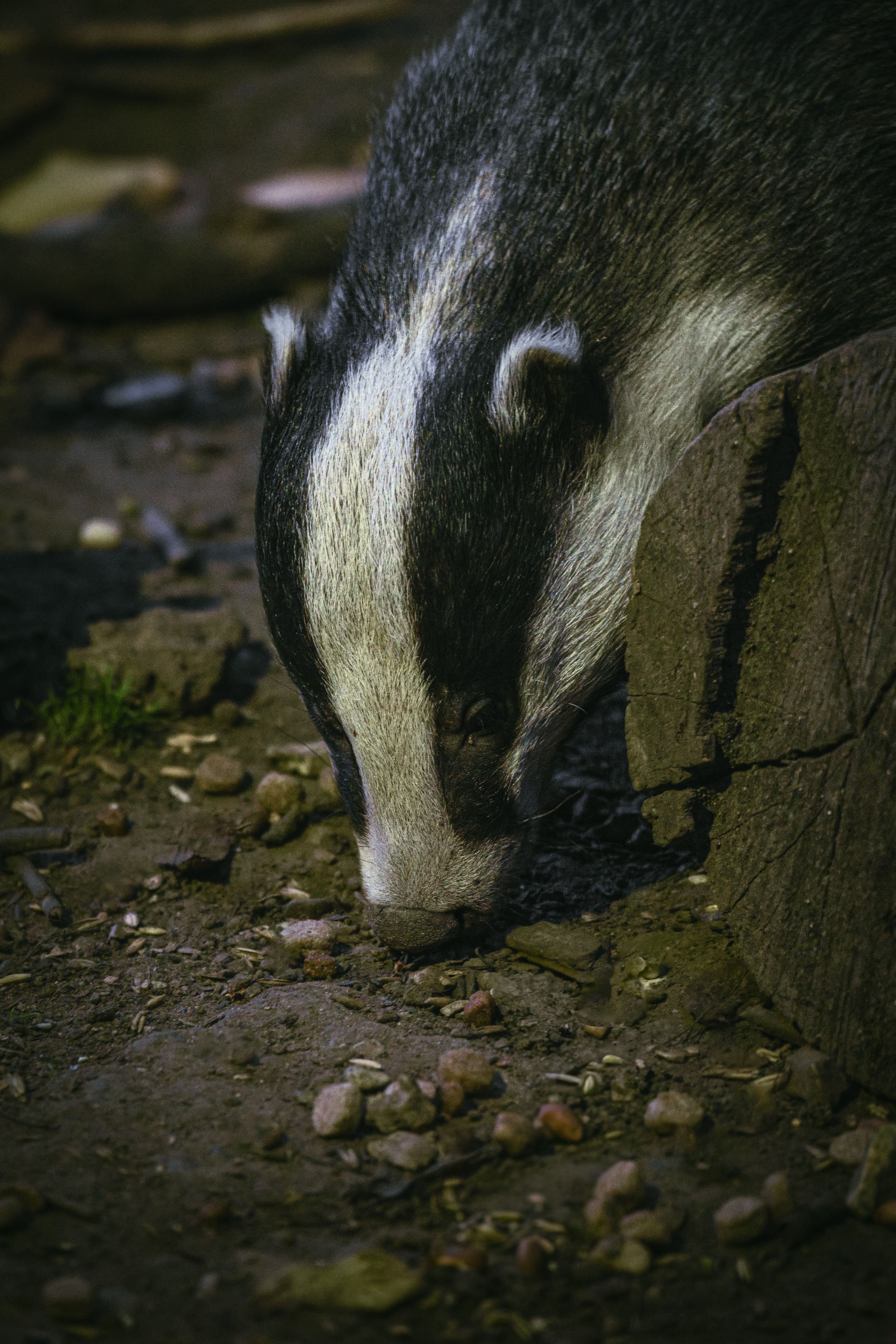 Photograph of Badger (Meles meles) in Tewin Wood, Hertfordshire, England, United Kingdom