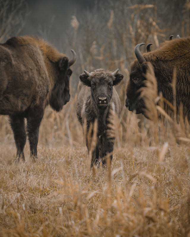 European Bison