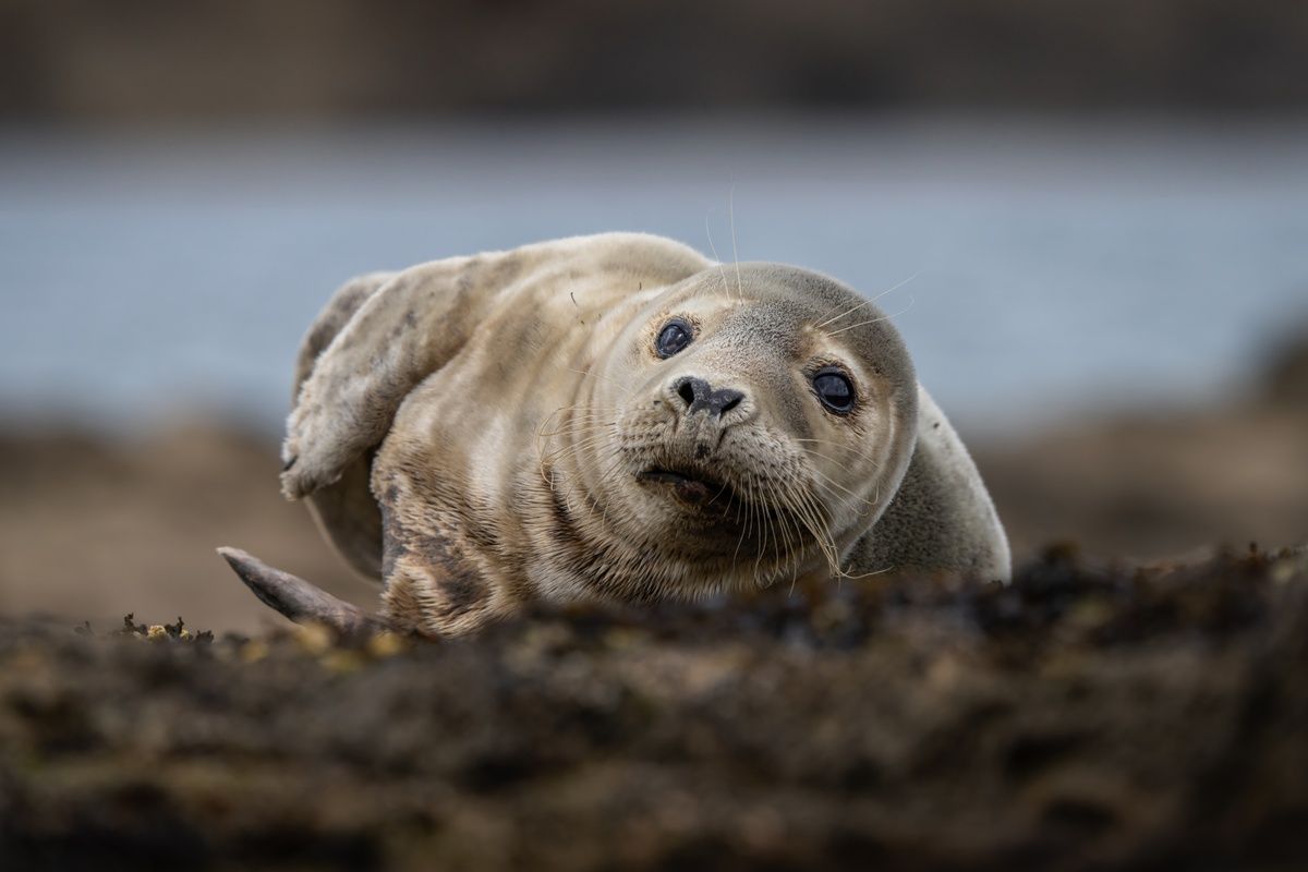 Harbour Seal