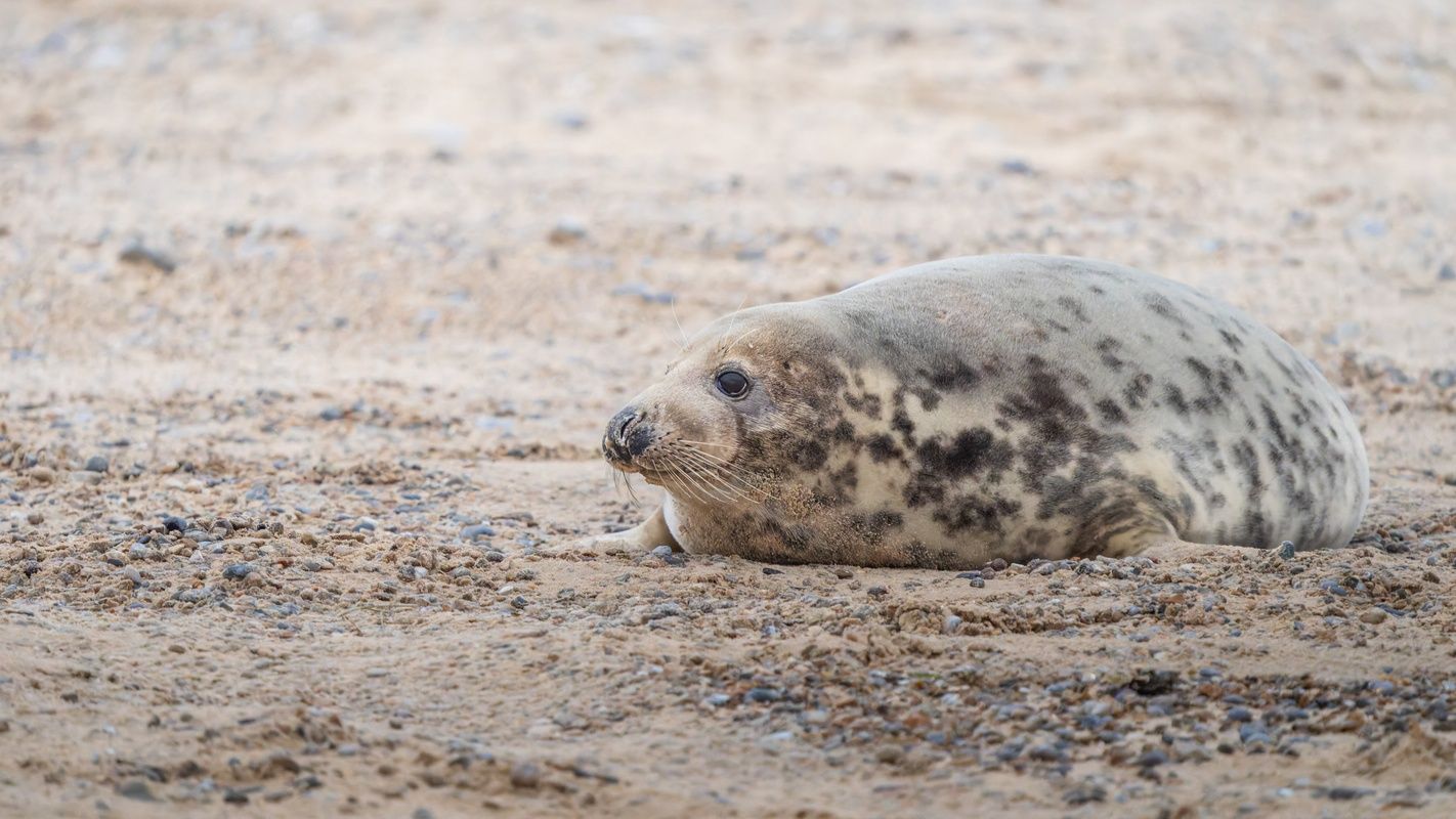 Grey Seal