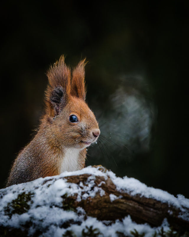 Red Squirrel