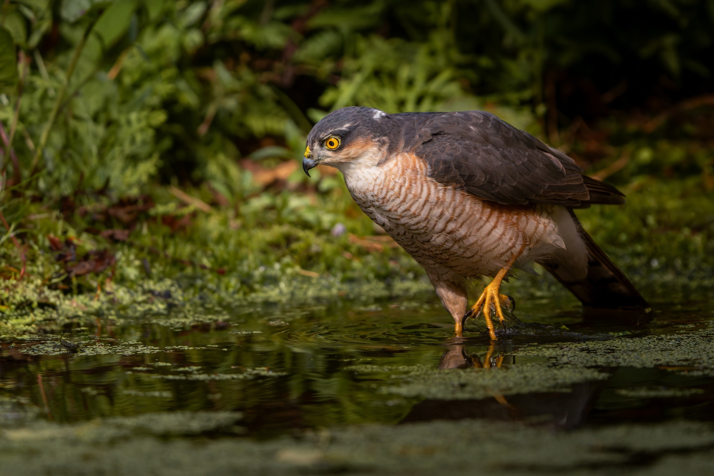 Sparrowhawk, Little Snoring, Norfolk, England, United Kingdom