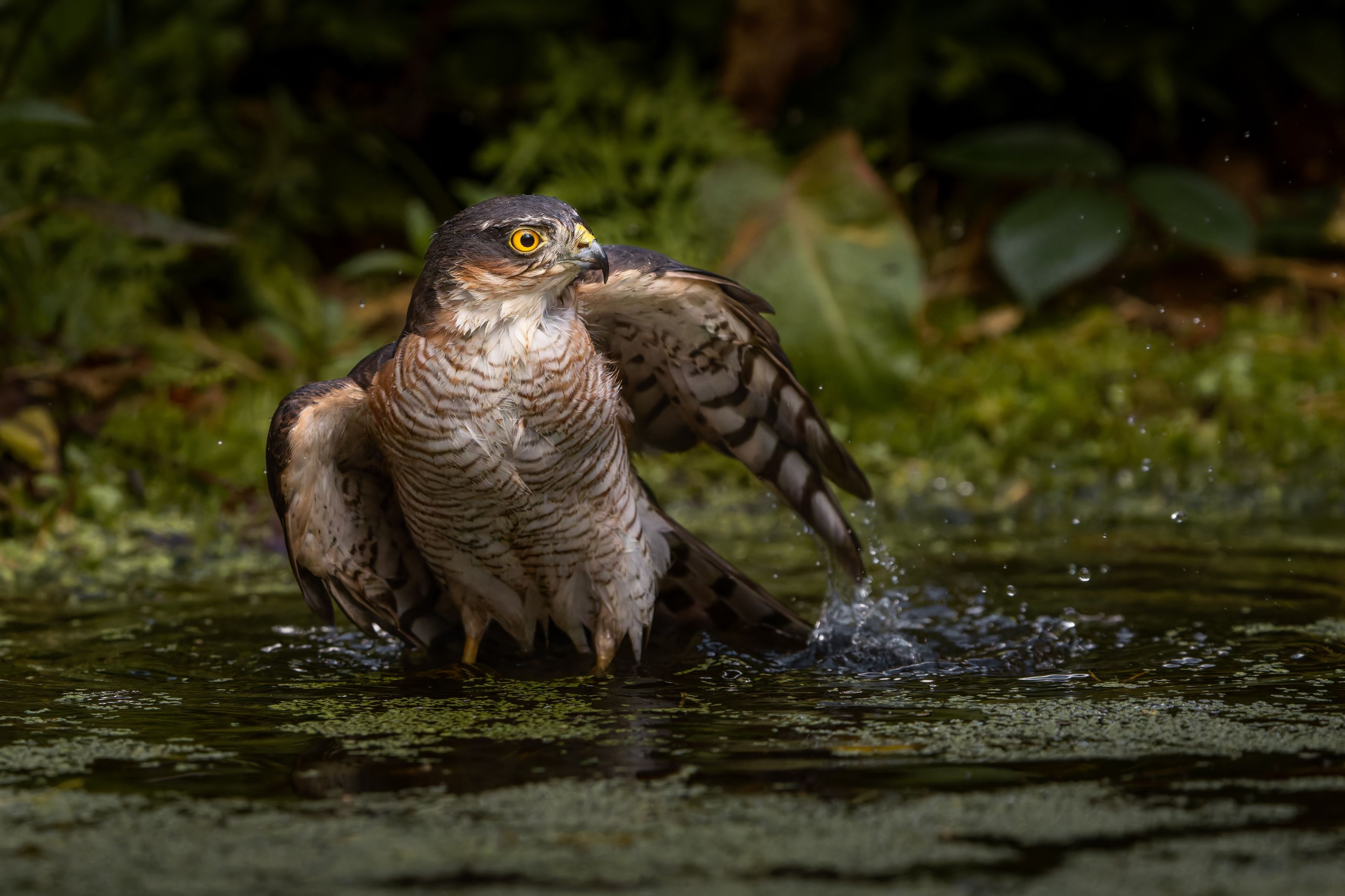 Sparrowhawk