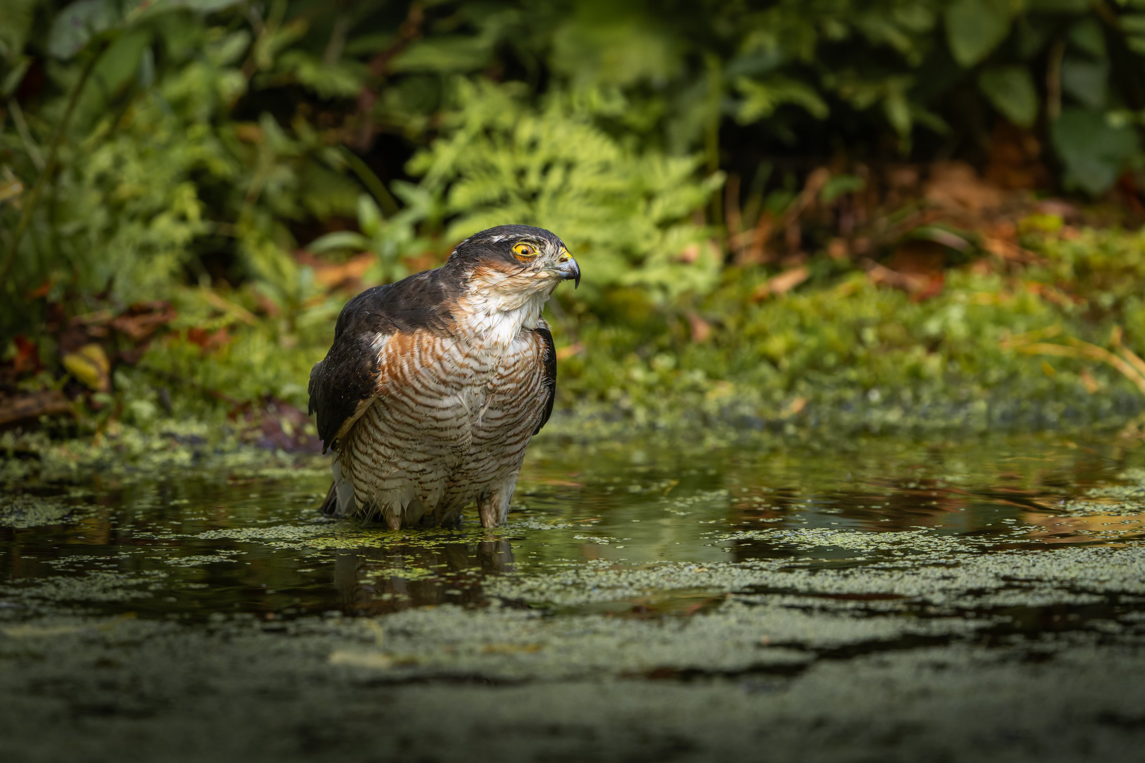 Accipiter nisus