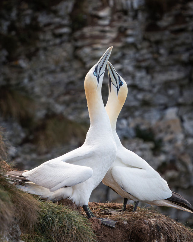 Common Gannet