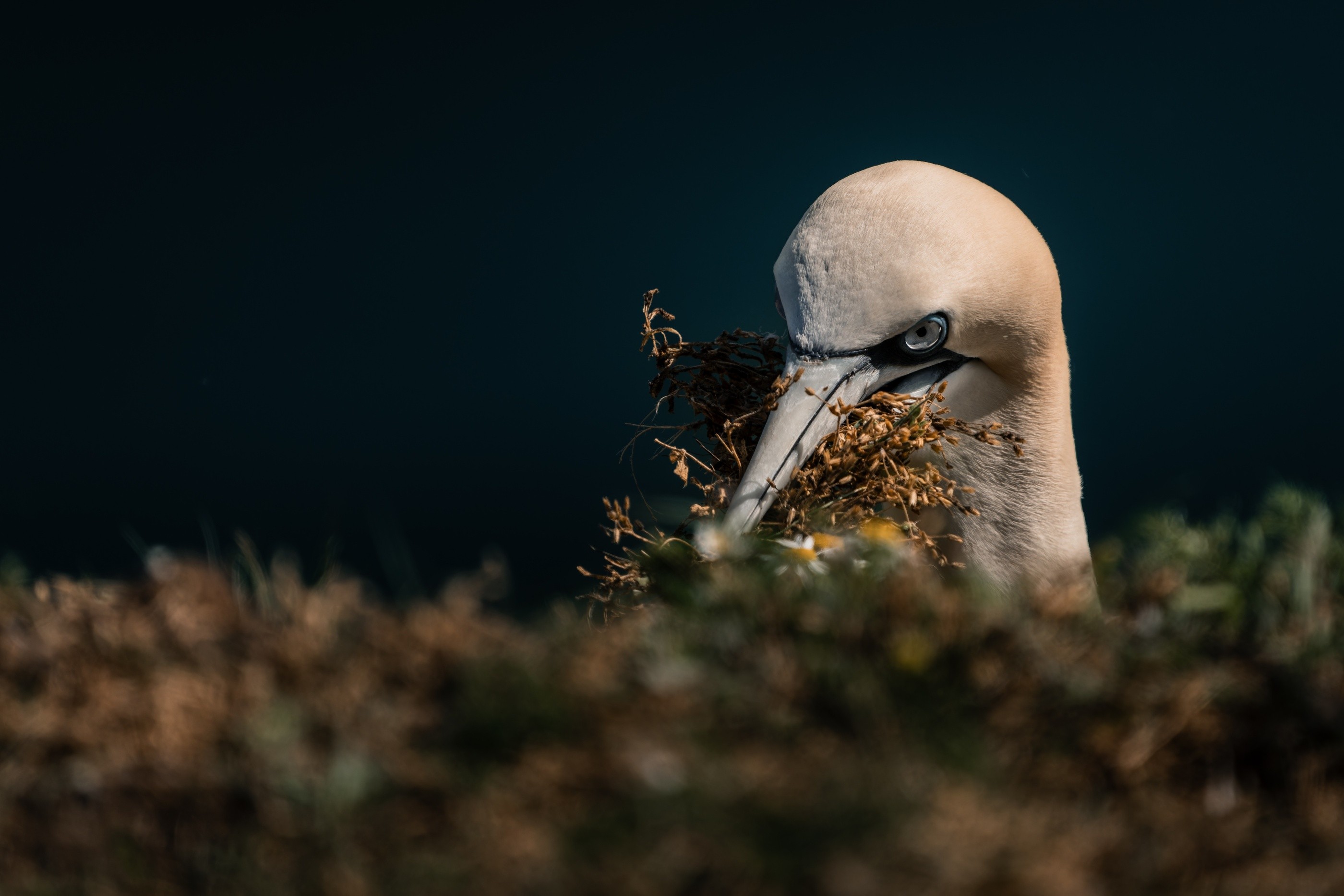 Gannet, Bridlington, East Riding of Yorkshire, England, United Kingdom