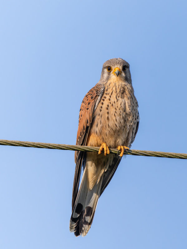 Kestrel