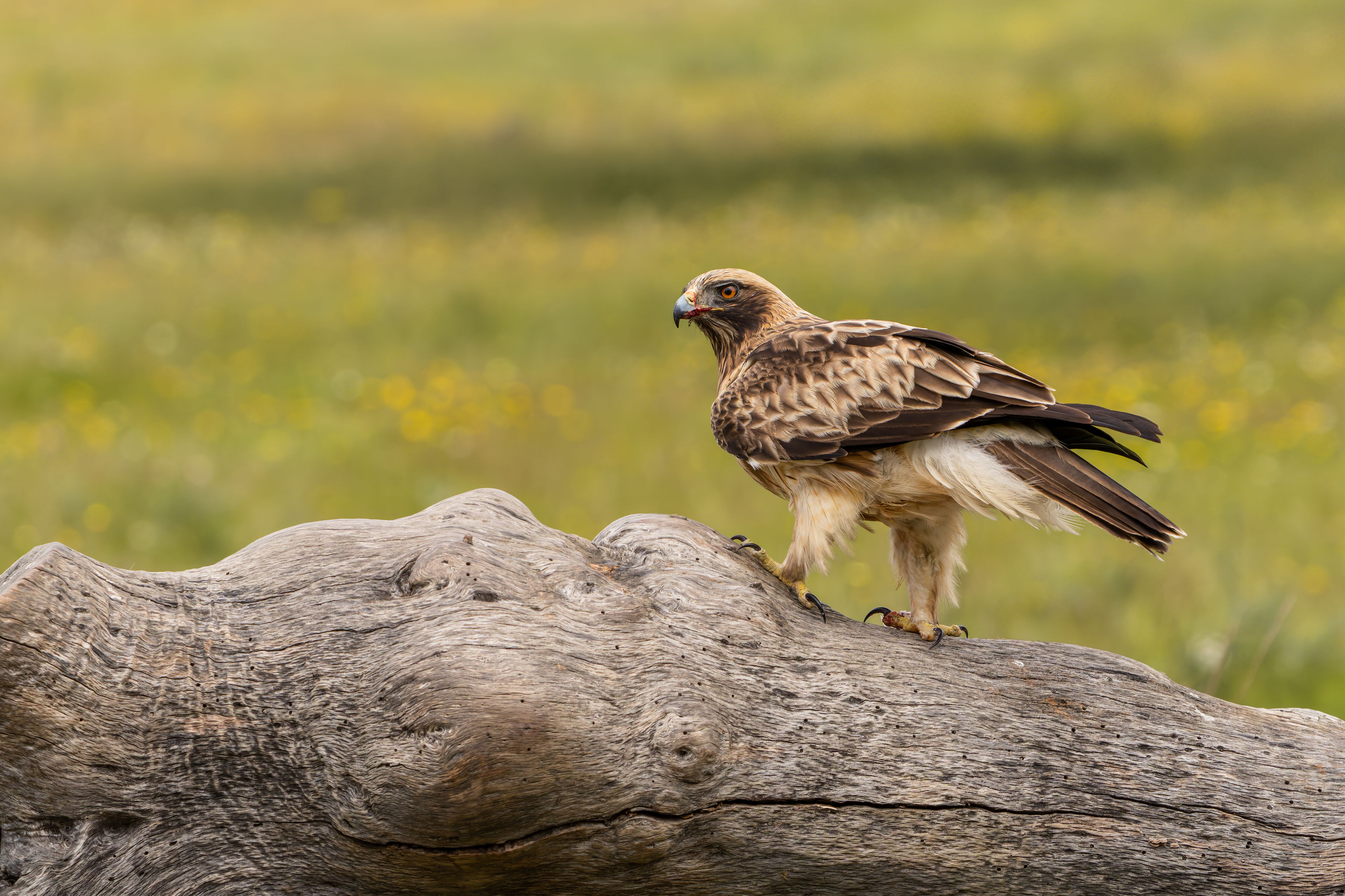 Photograph of Booted Eagle (Hieraaetus pennatus) in Trujillo, Cáceres, Spain
