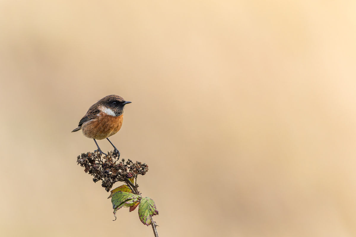 Stonechat