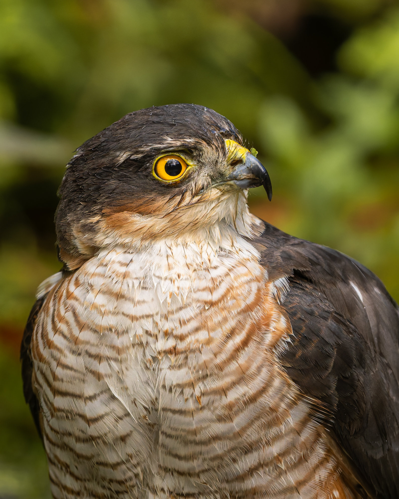 Accipiter nisus