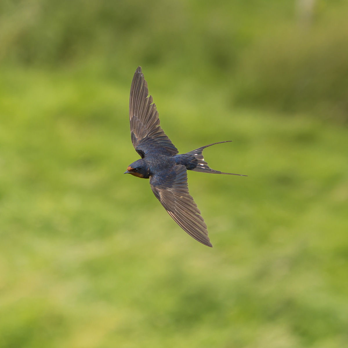 Barn Swallow