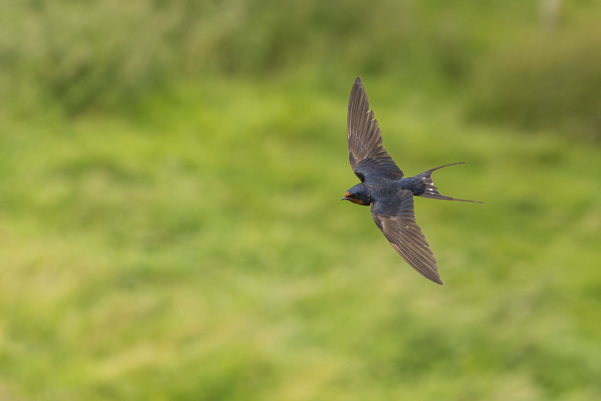 Photograph of Barn Swallow (Hirundo rustica) in Dumfries, Dumfries and Galloway, Scotland, United Kingdom