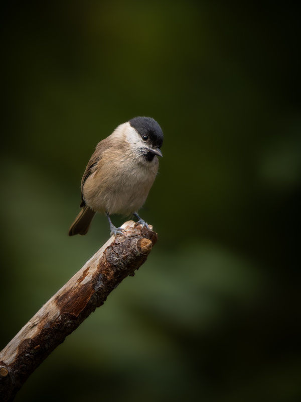 Marsh Tit