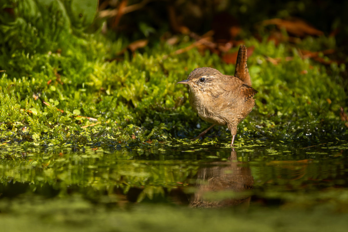 Wren