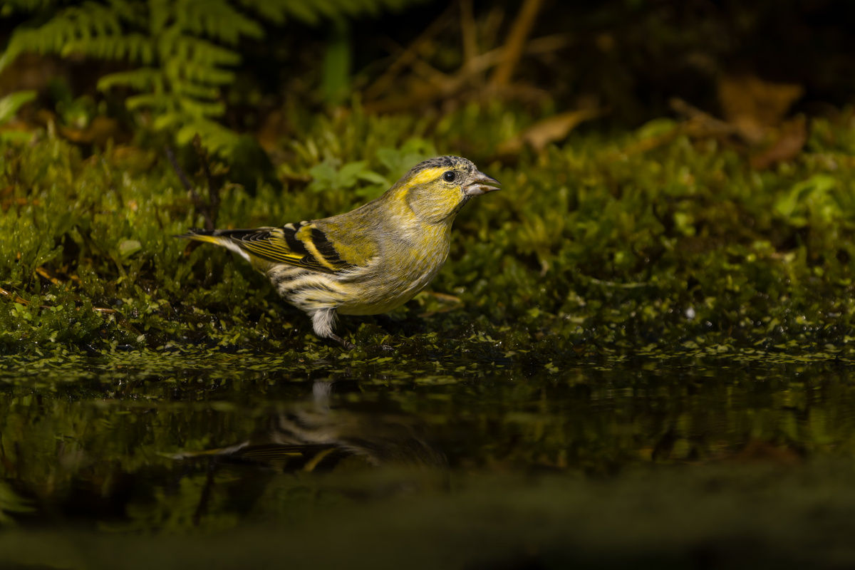 European siskin
