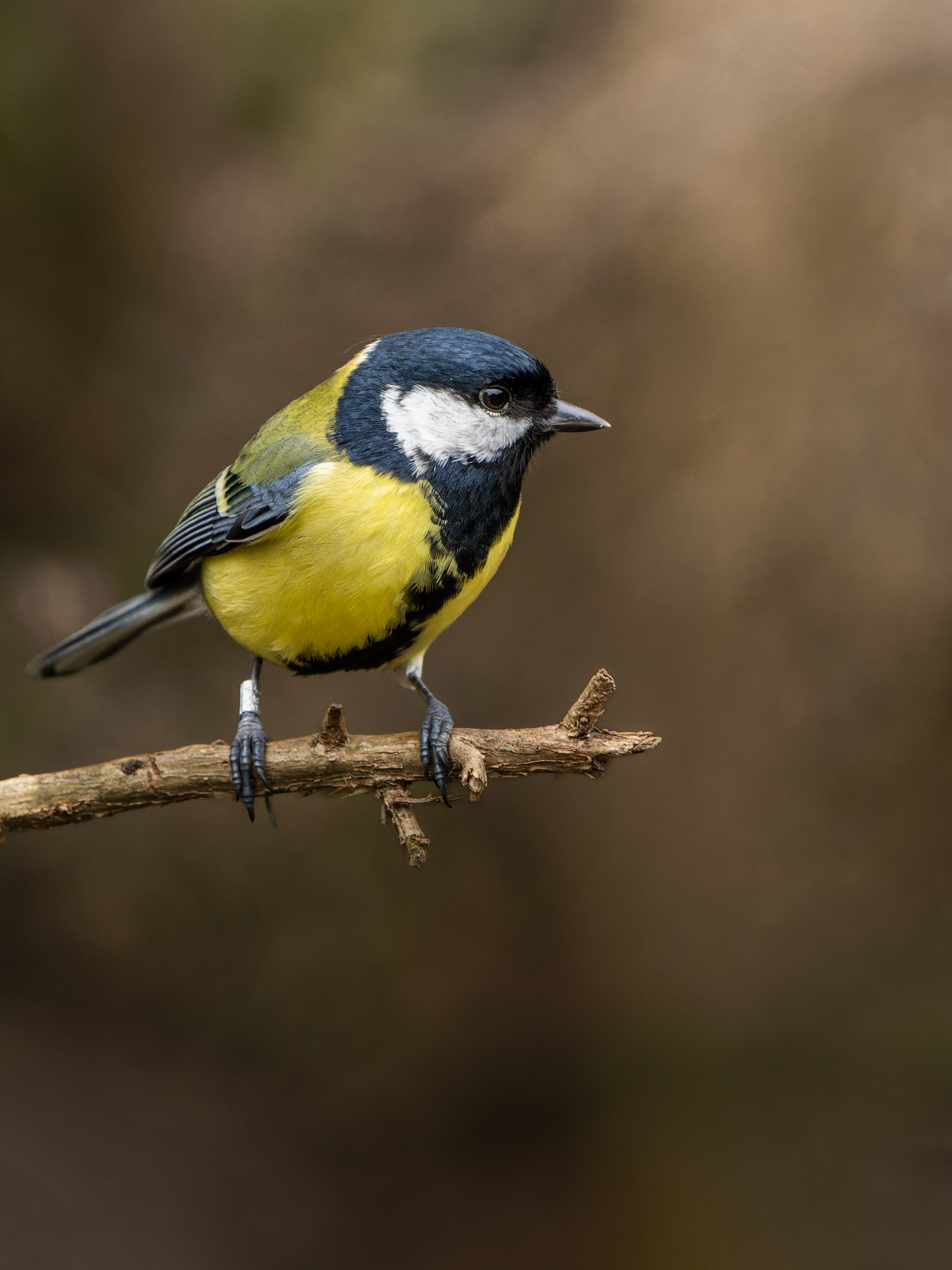 Parus major