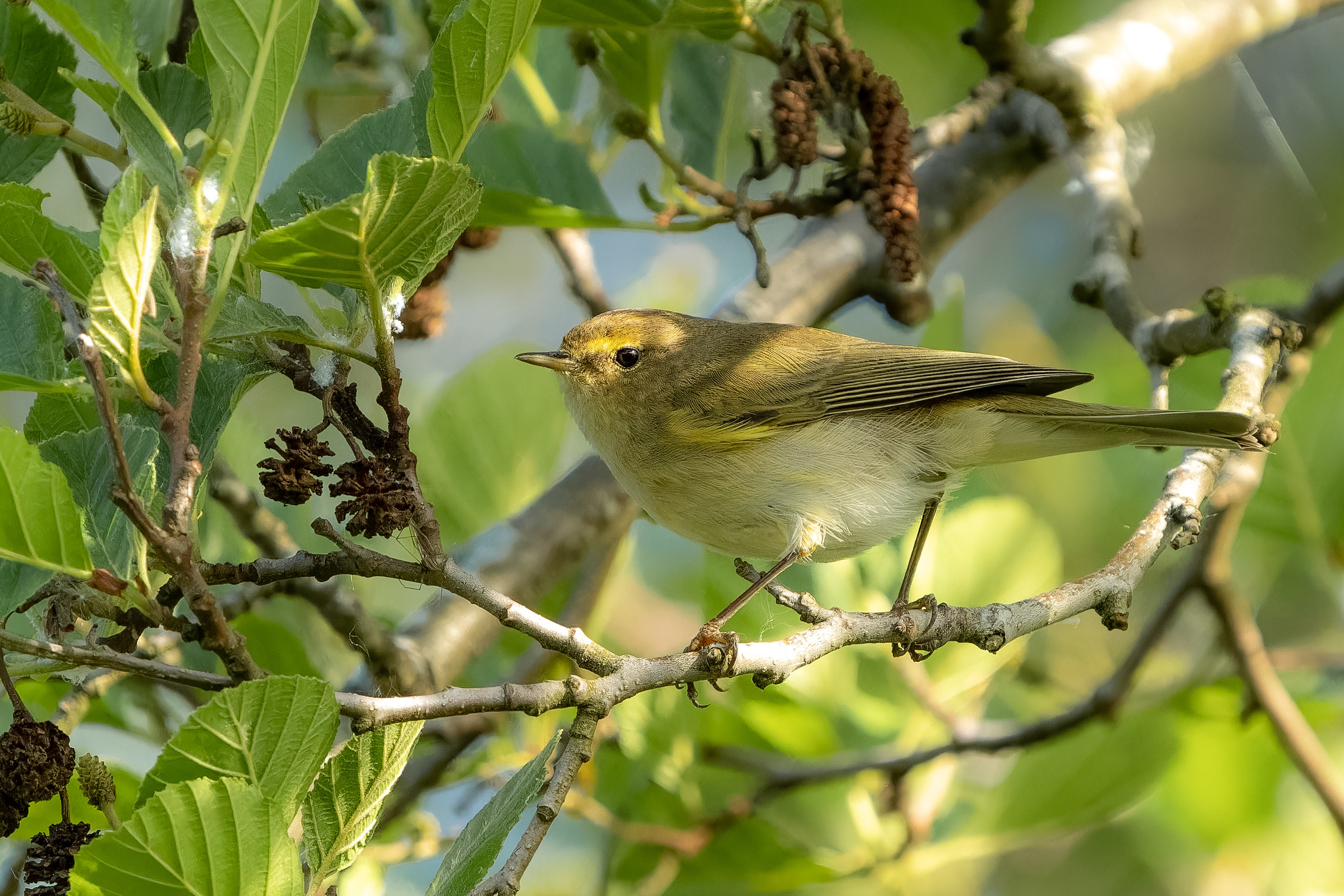 Phylloscopus collybita