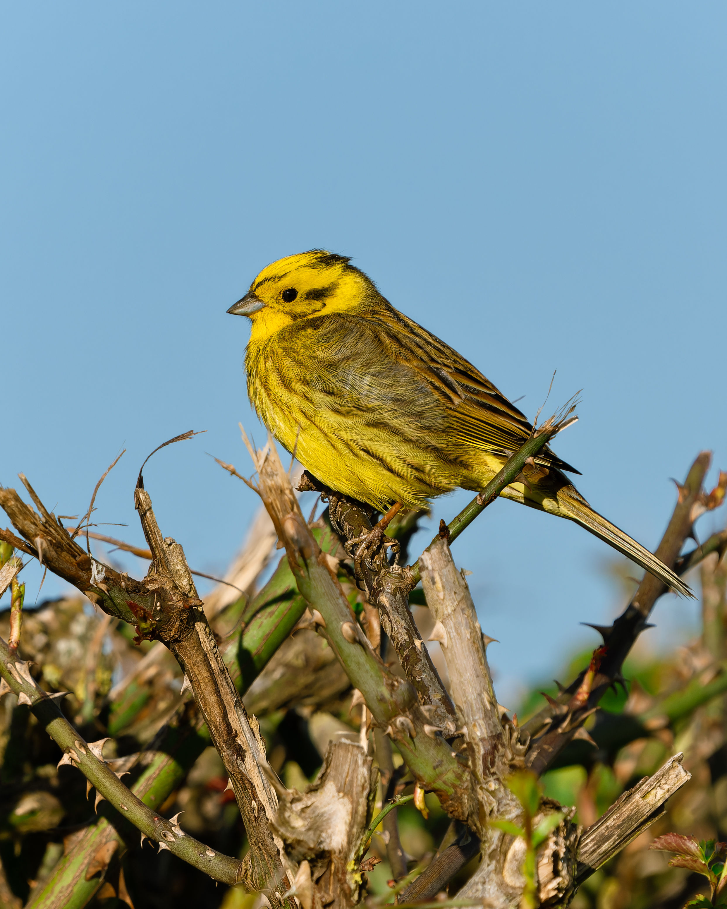 Photograph of Yellowhammer (Emberiza citrinella) in Hitchin, Hertfordshire, England, United Kingdom