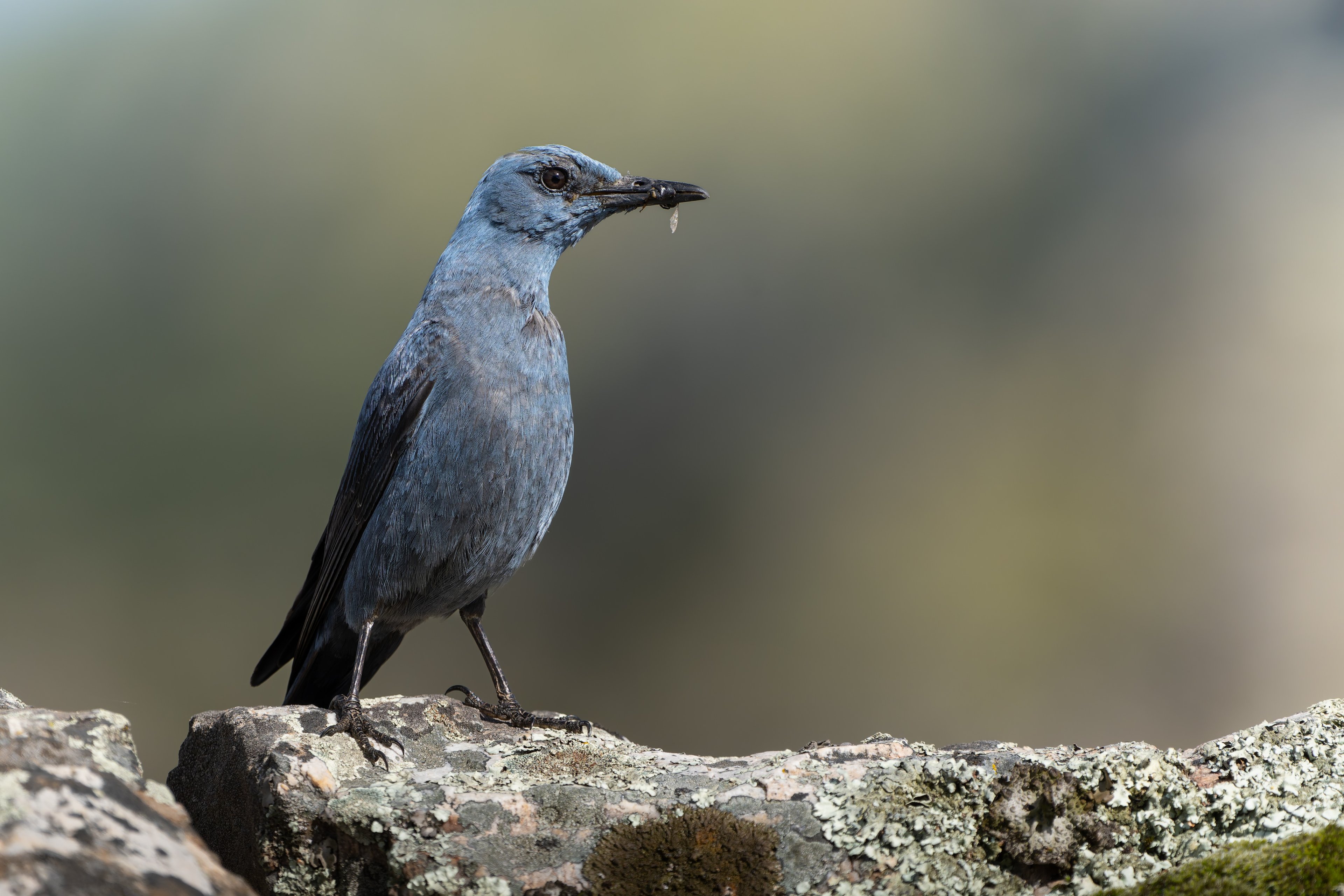 Monticola solitarius