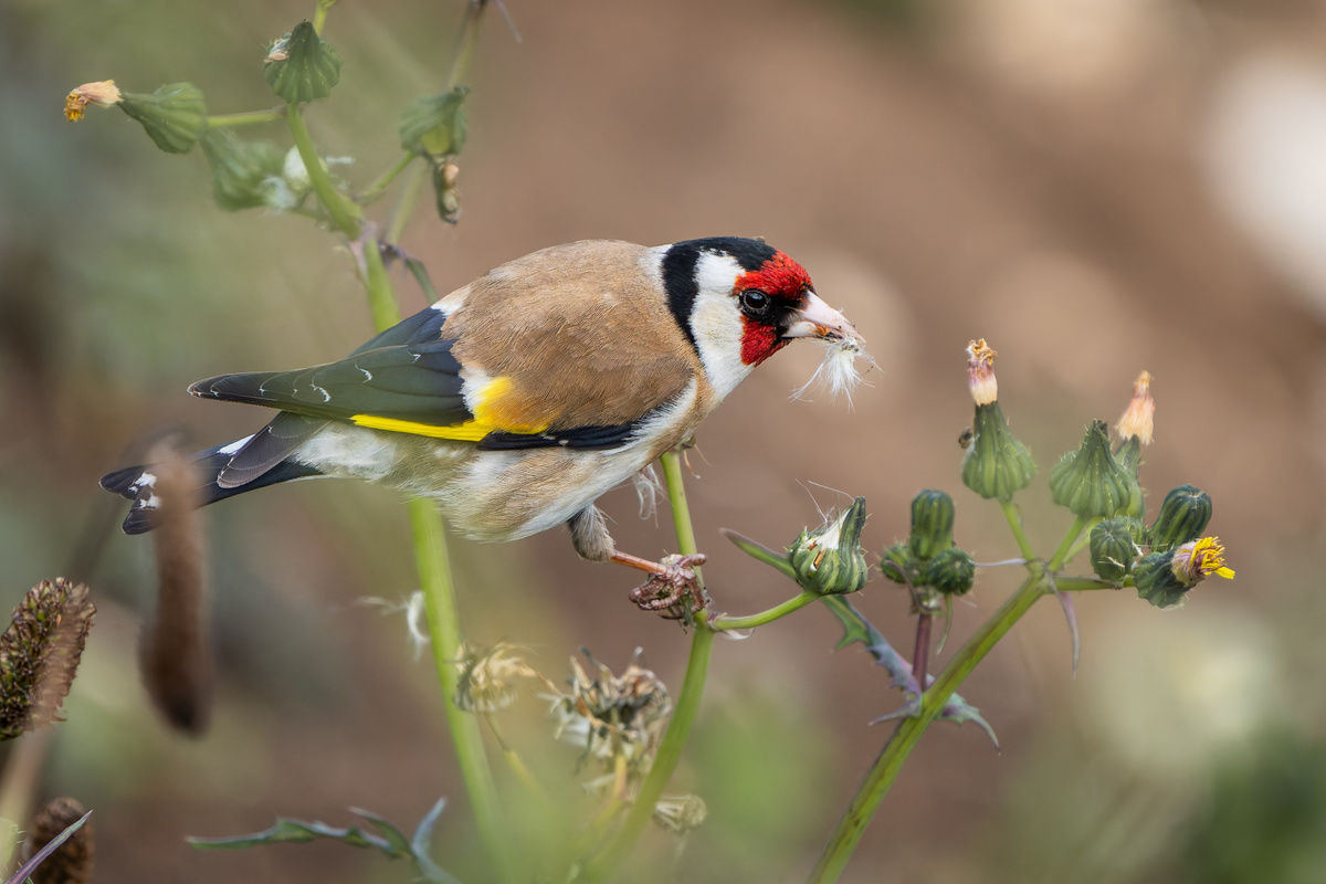Goldfinch