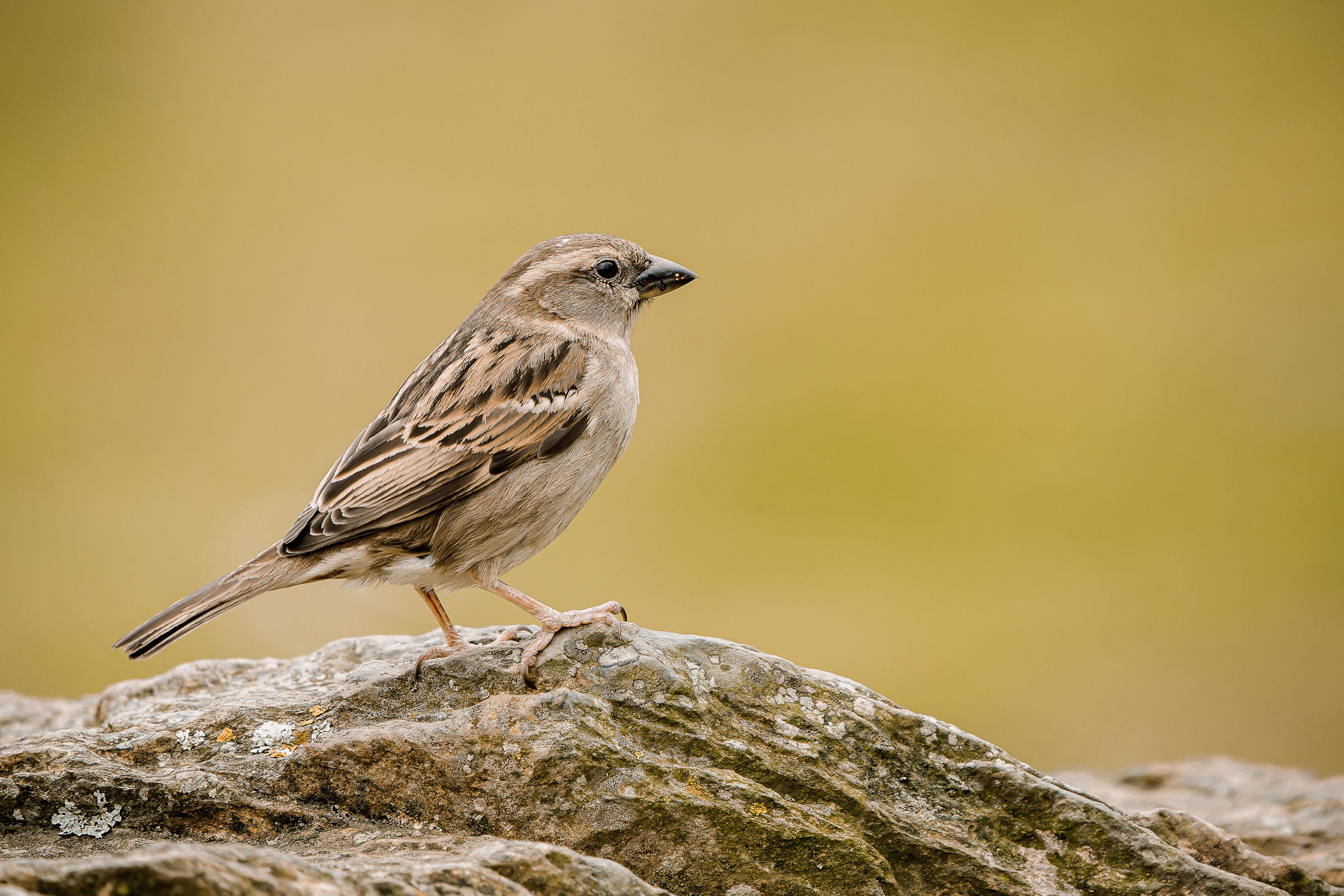 Photograph of House Sparrow (Passer domesticus) in Lynton, Devon, England, United Kingdom