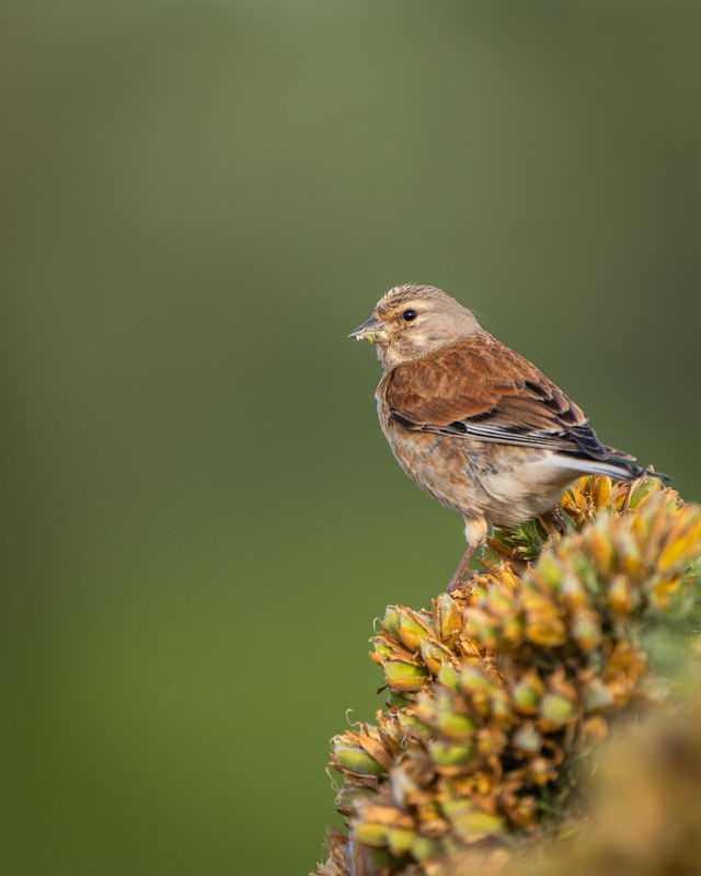 Linnet