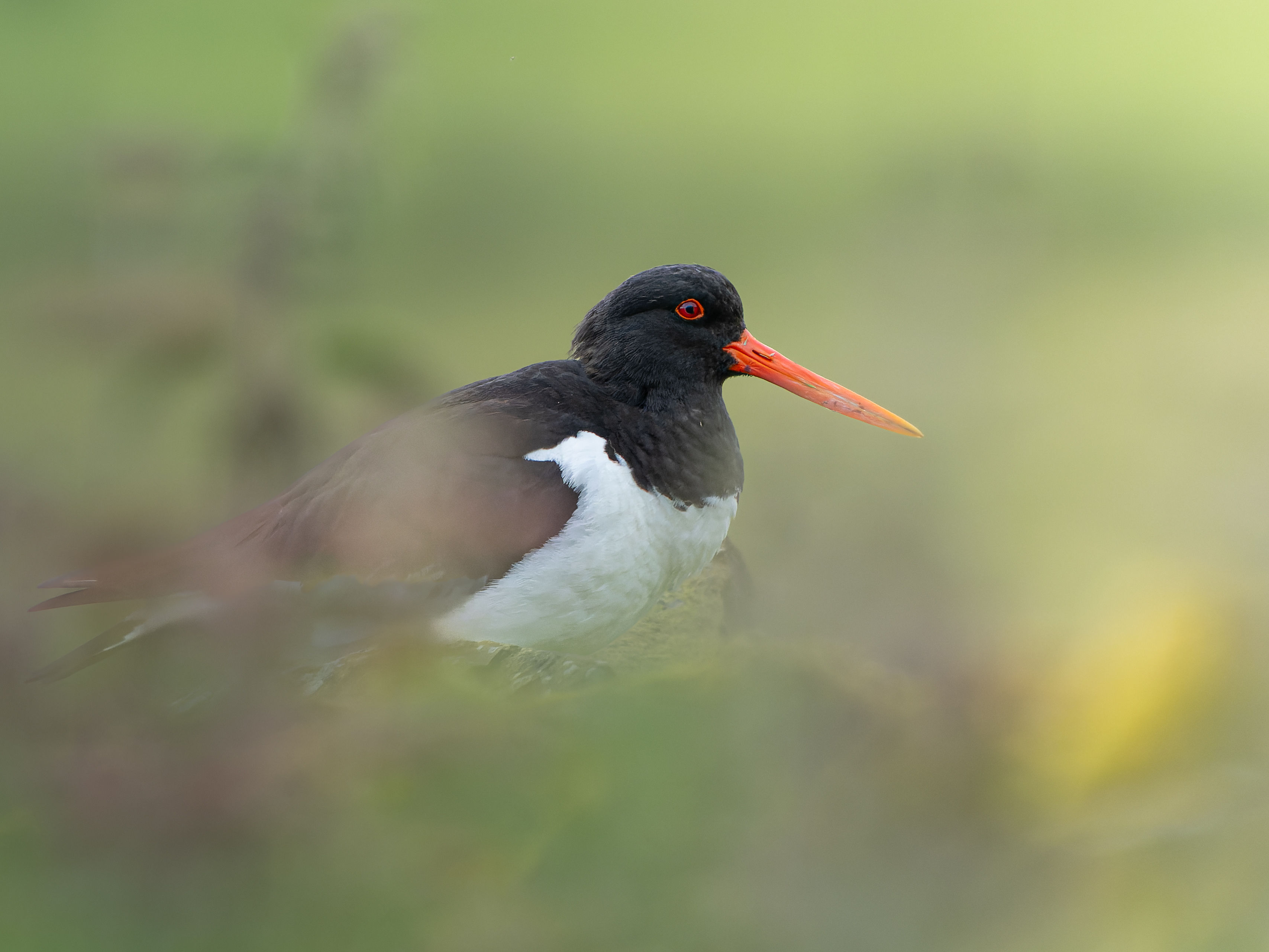 Photograph of Eurasian Oystercatcher (Haematopus ostralegus) in Slaidburn, Lancashire, England, United Kingdom