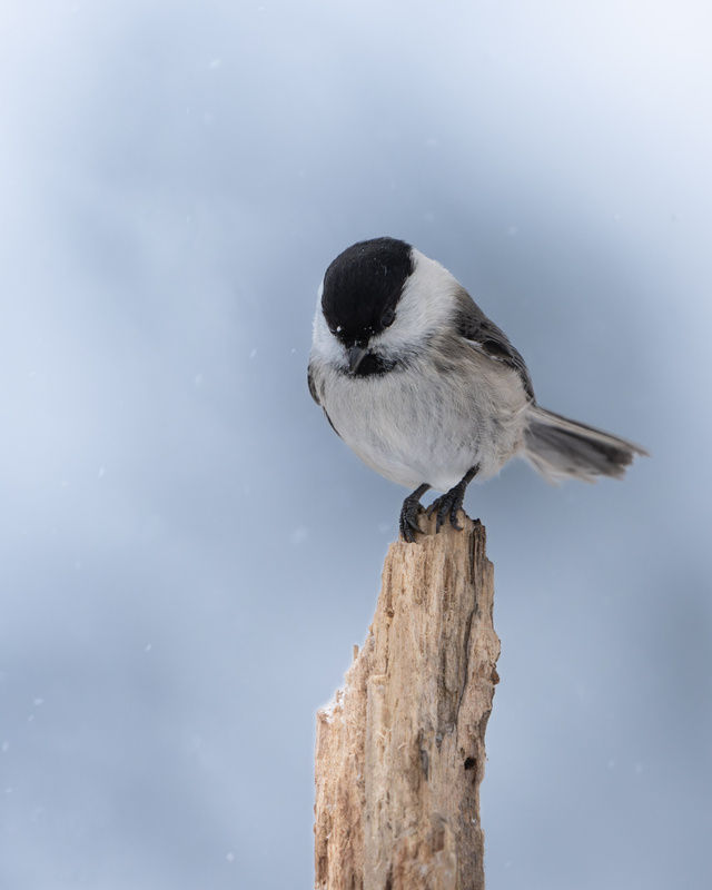 Willow Tit