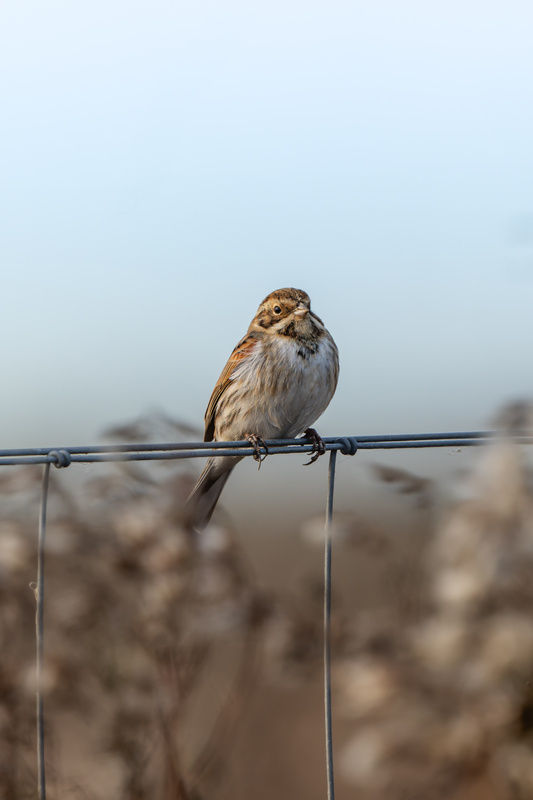 Reed Bunting