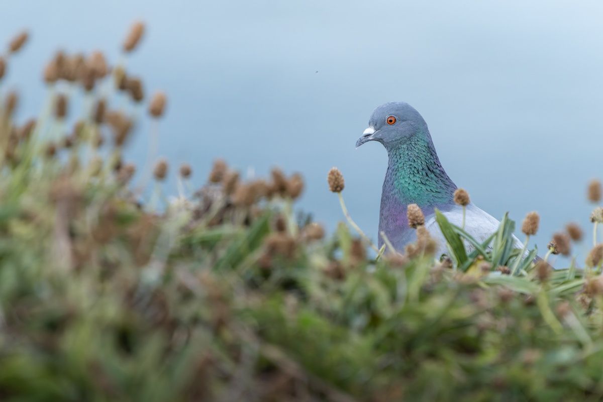 Rock Dove