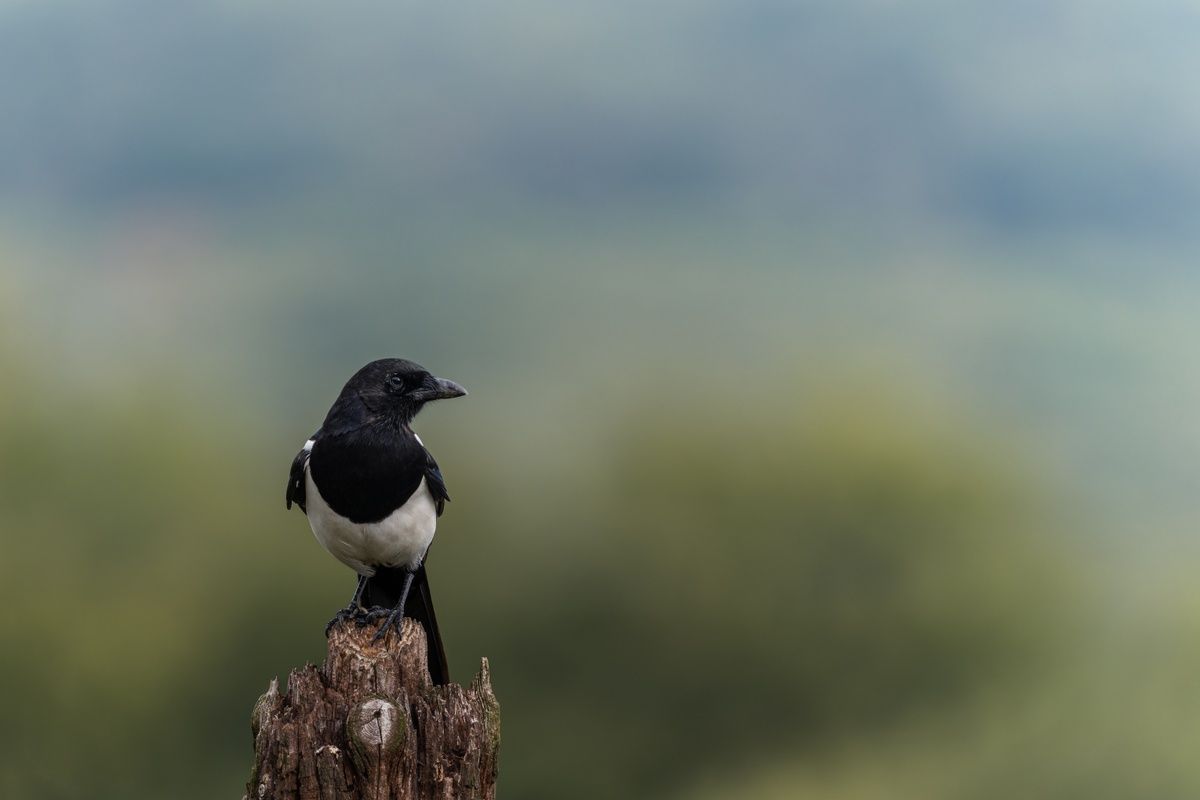 Magpie