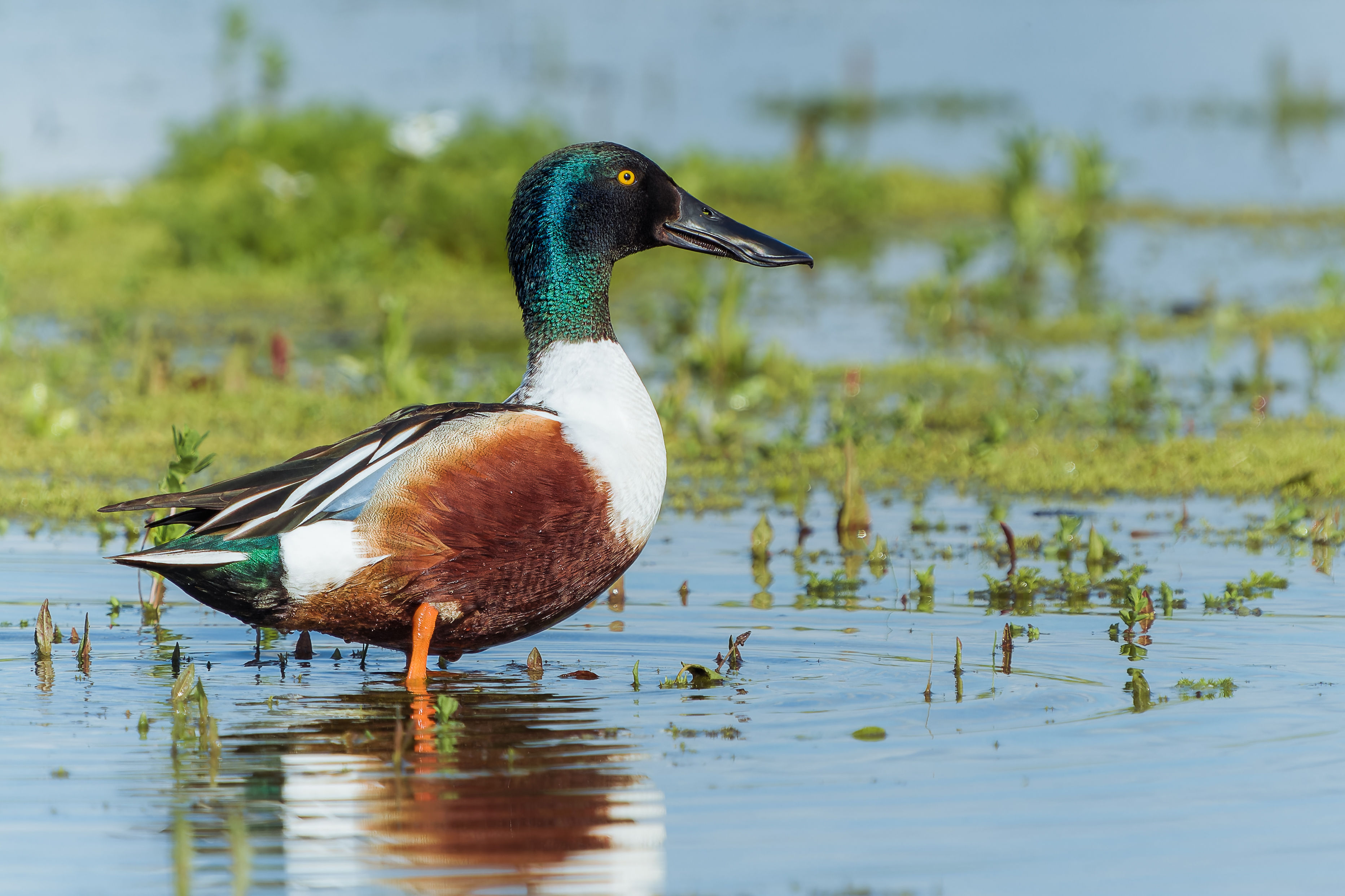 Photograph of Shoveller (Spatula clypeata) in Biggleswade, Central Bedfordshire, England, United Kingdom