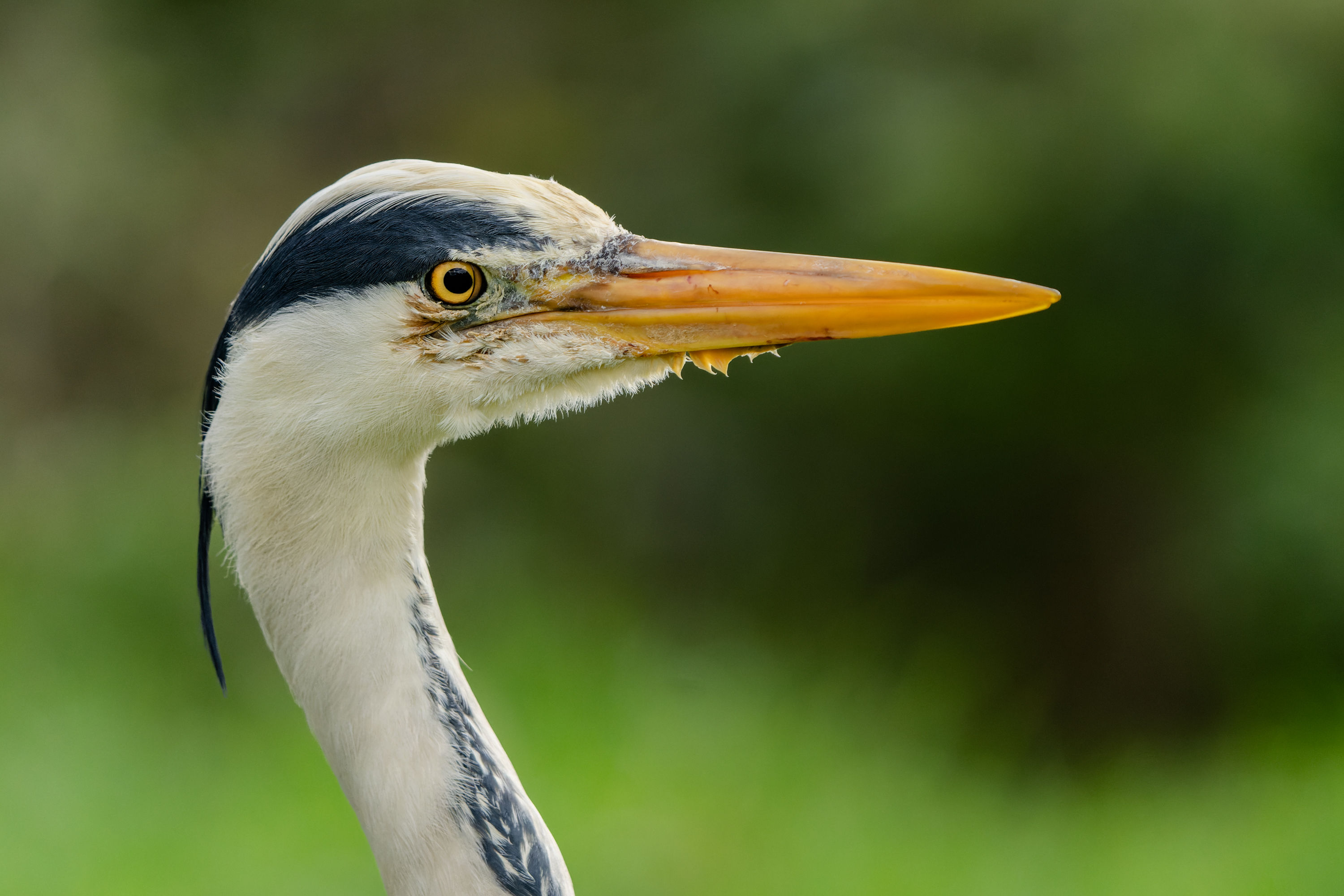 Photograph of Grey Heron (Ardea cinerea) in Westminster, Greater London, England, United Kingdom