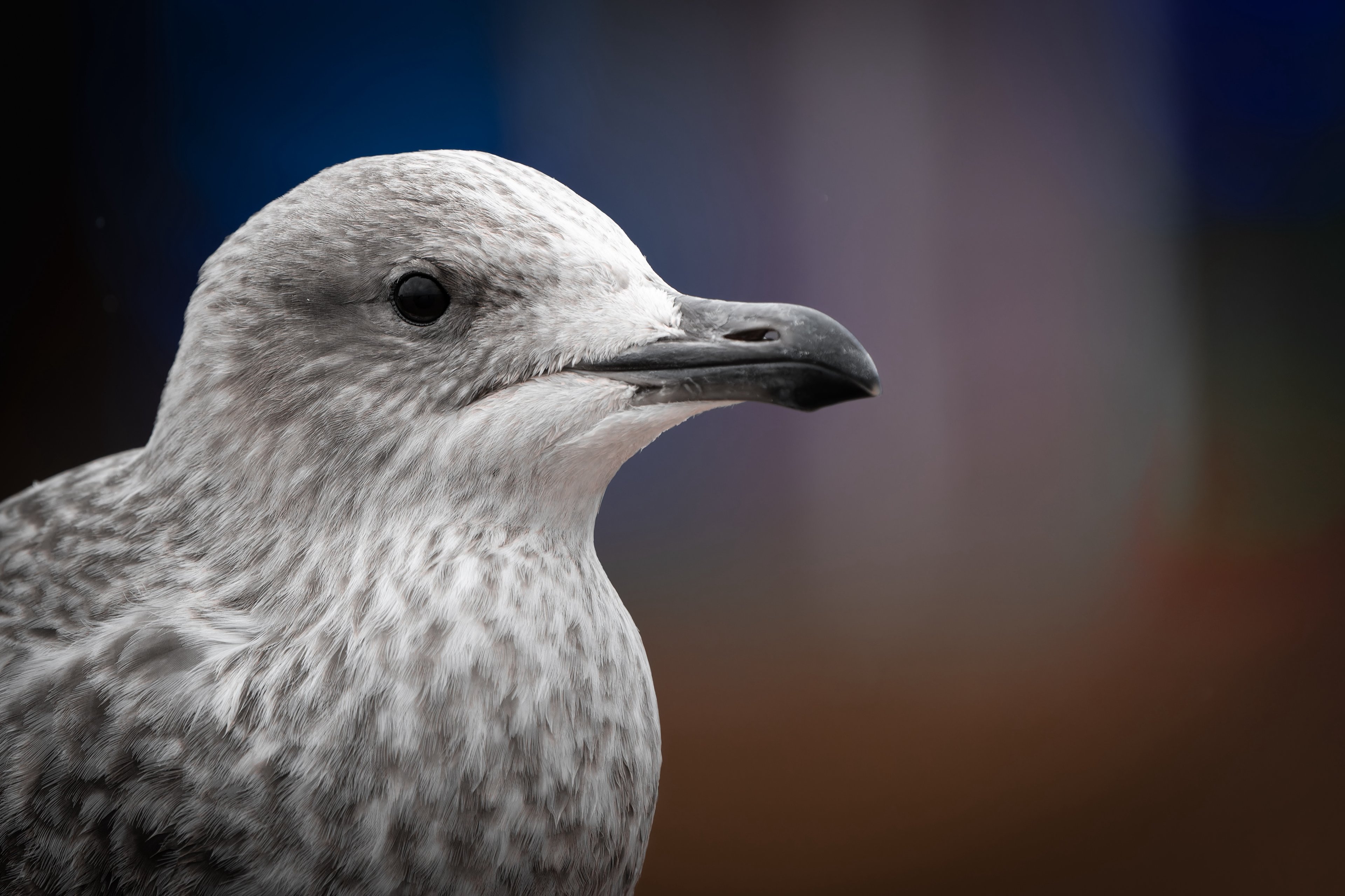 Larus argentatus