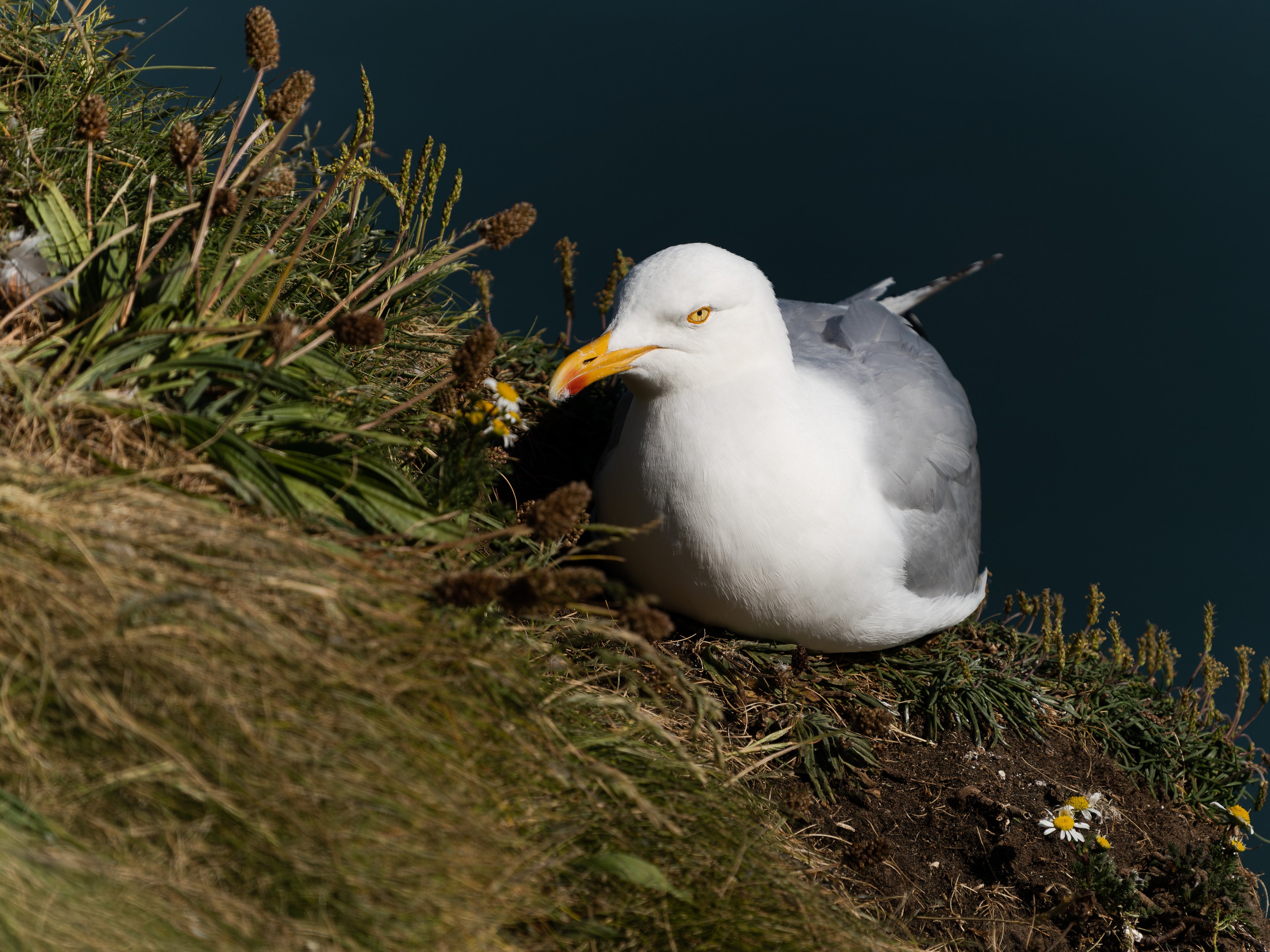 Larus argentatus