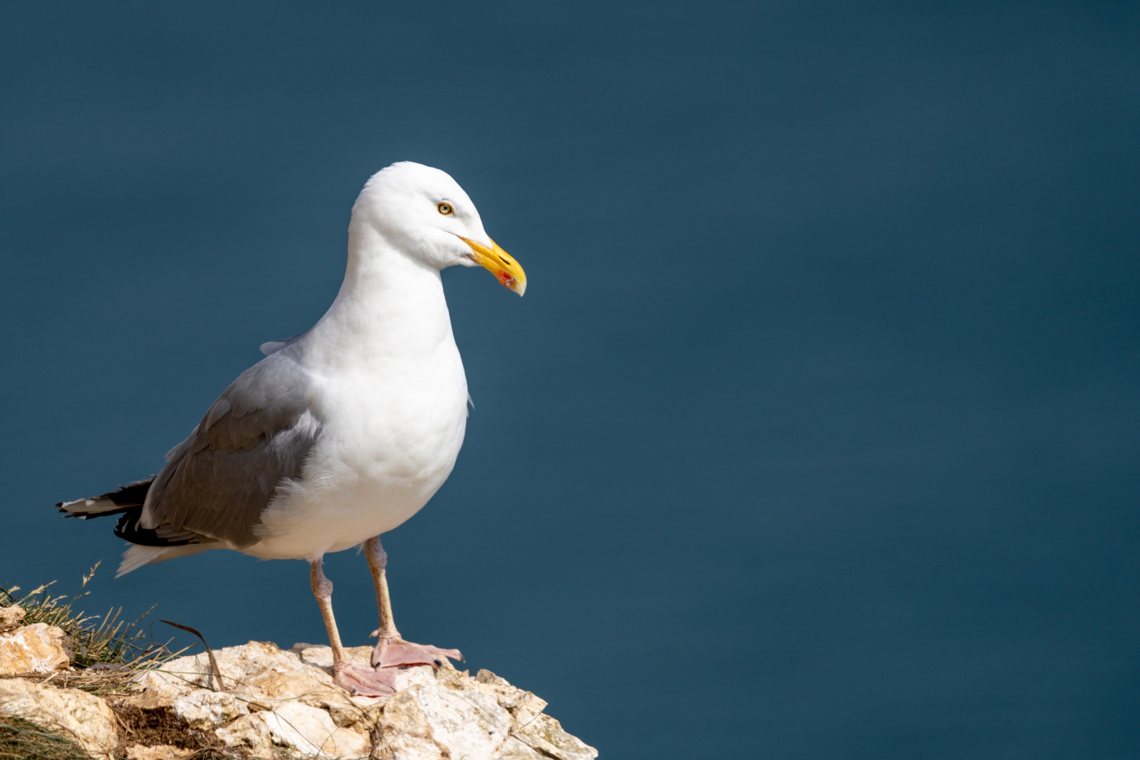 Larus argentatus