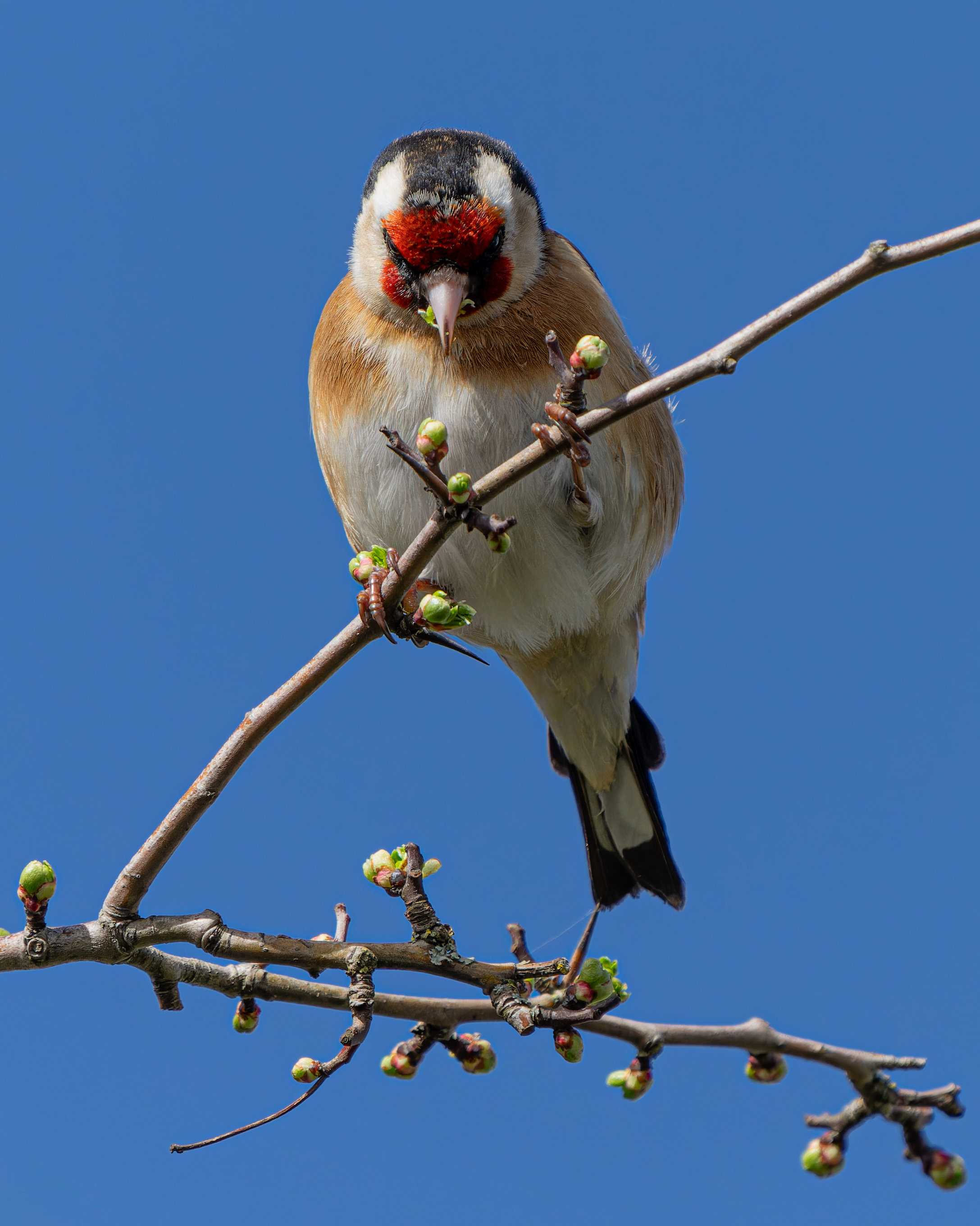 Carduelis carduelis