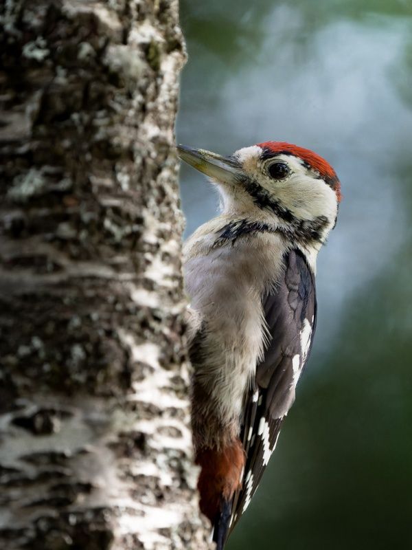 Great Spotted Woodpecker