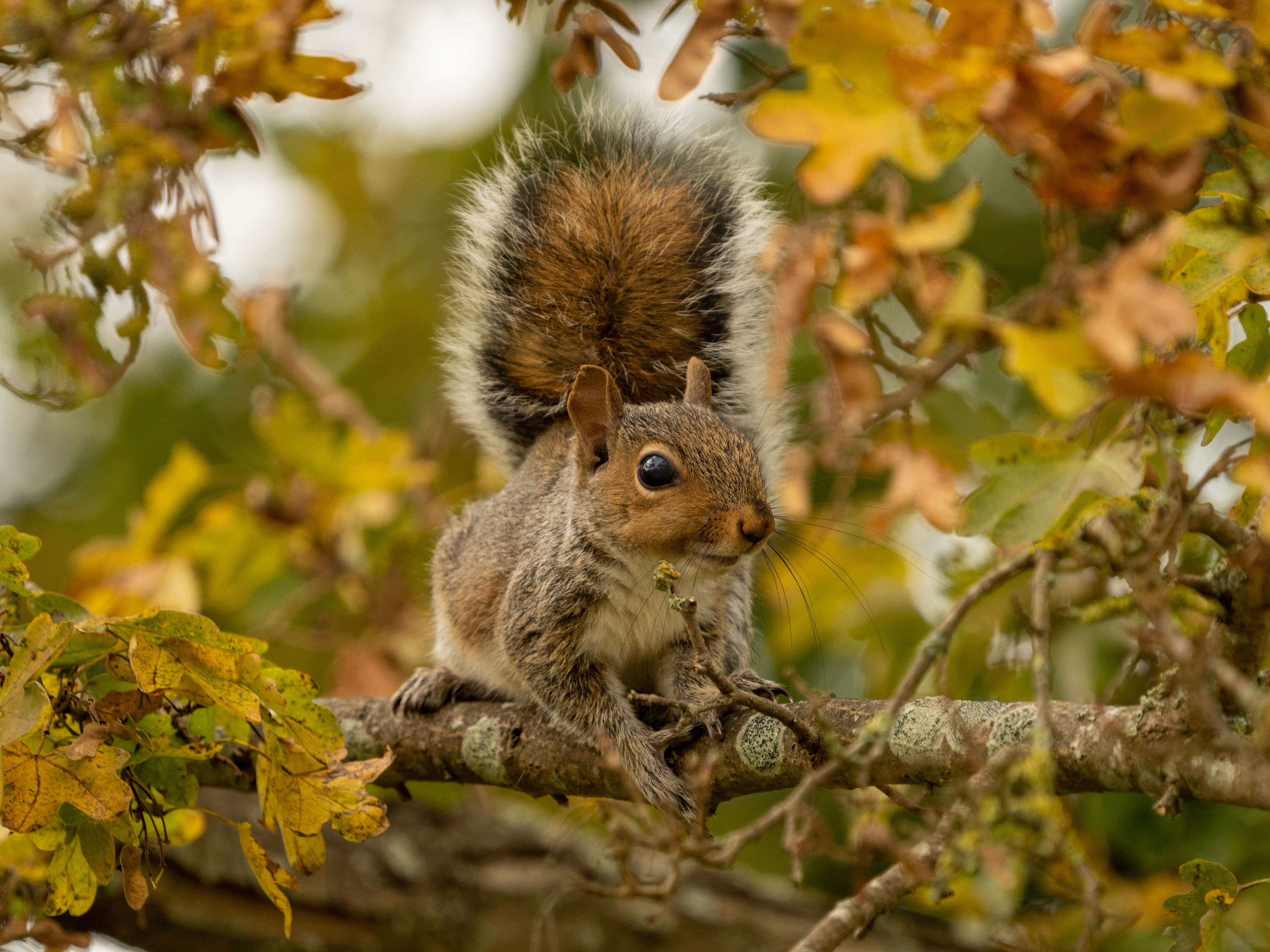 Photograph of Grey Squirrel (Sciurus carolinensis) in Charlton, Hertfordshire, England, United Kingdom