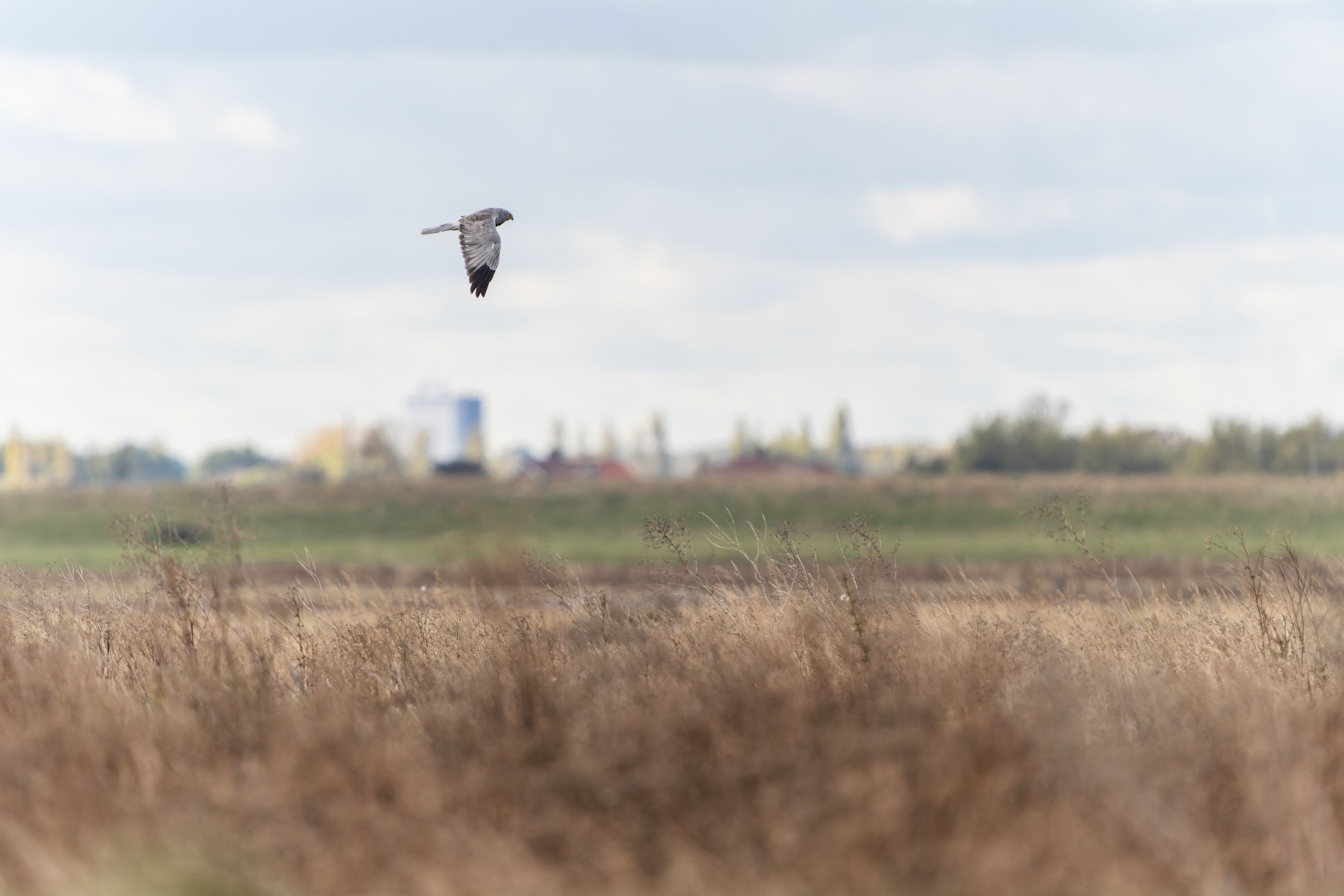 Photograph of Hen Harrier (Circus cyaneus) in Rochford, Essex, England, United Kingdom