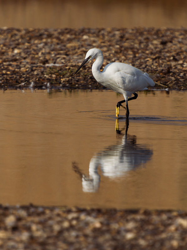 Little Egret