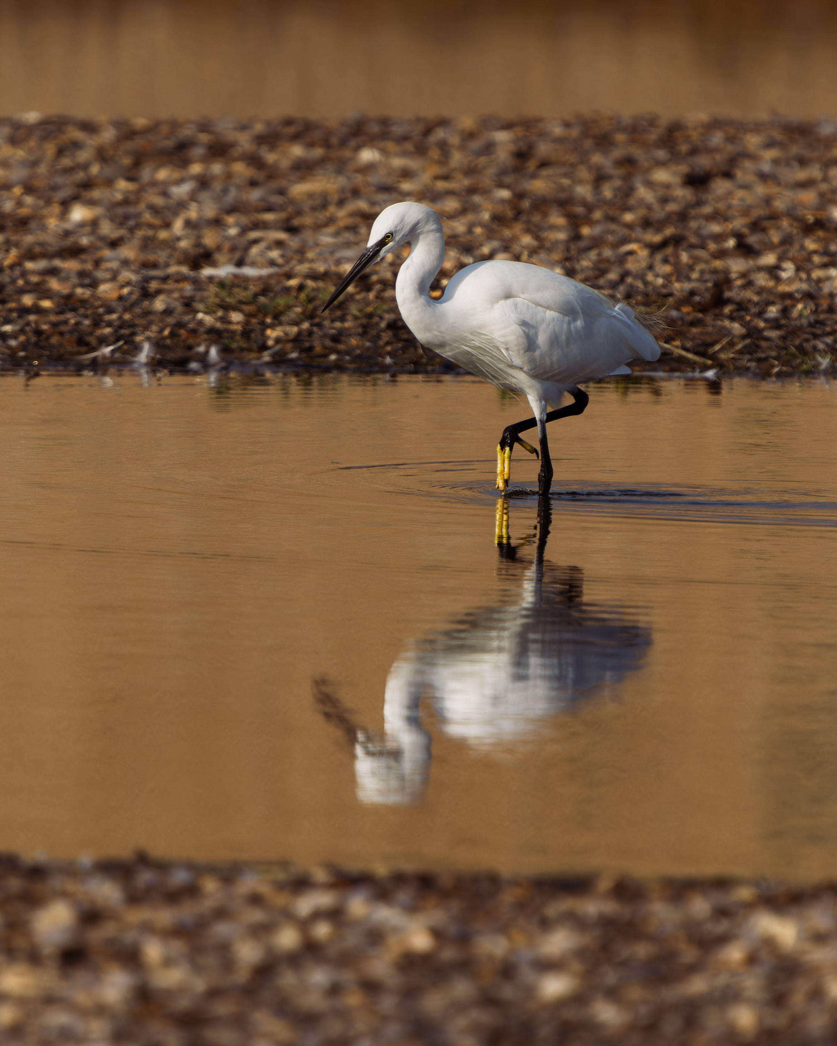 Photograph of Little Egret (Egretta garzetta) in King's Lynn, Norfolk, England, United Kingdom