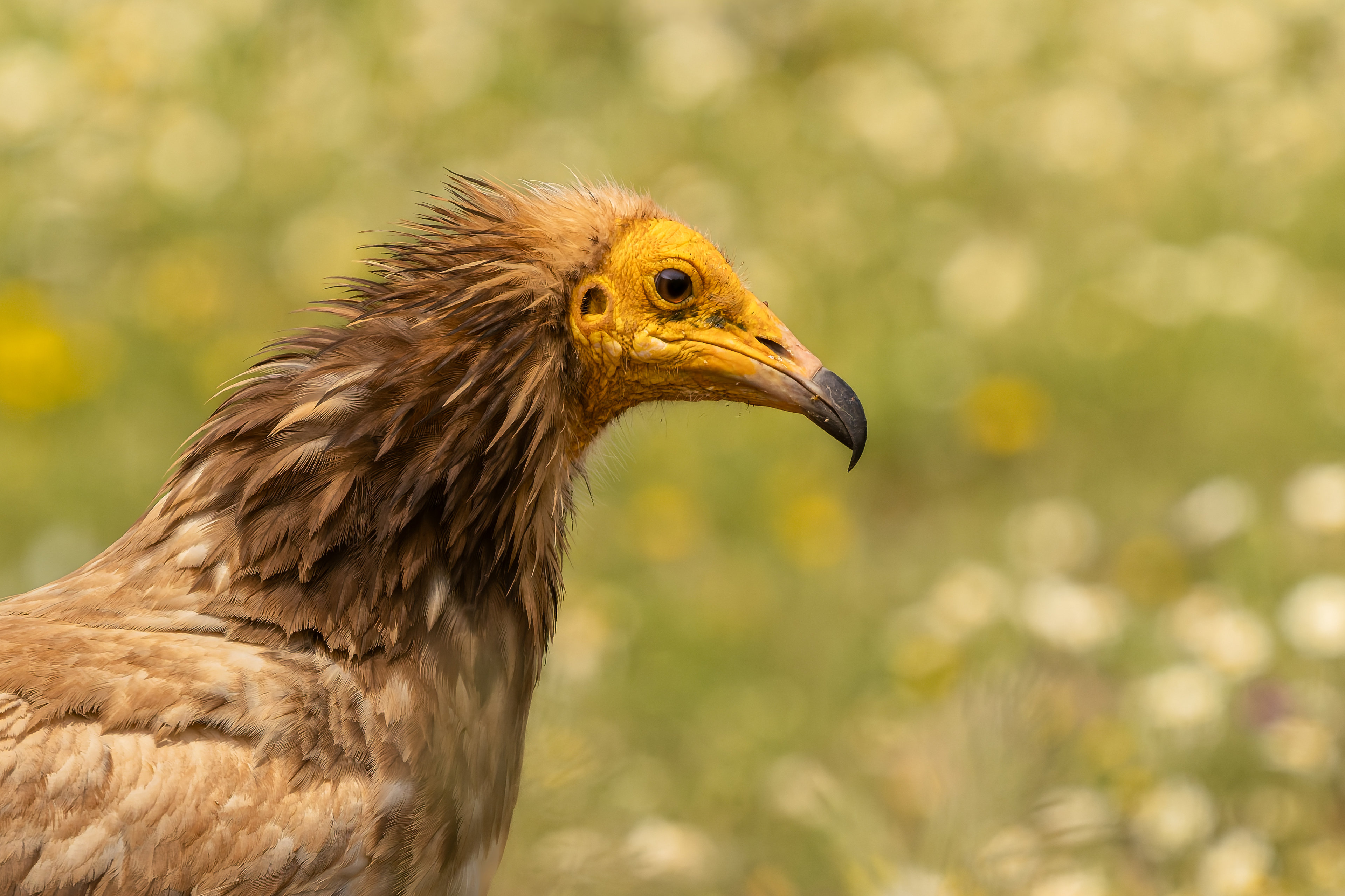 Neophron percnopterus